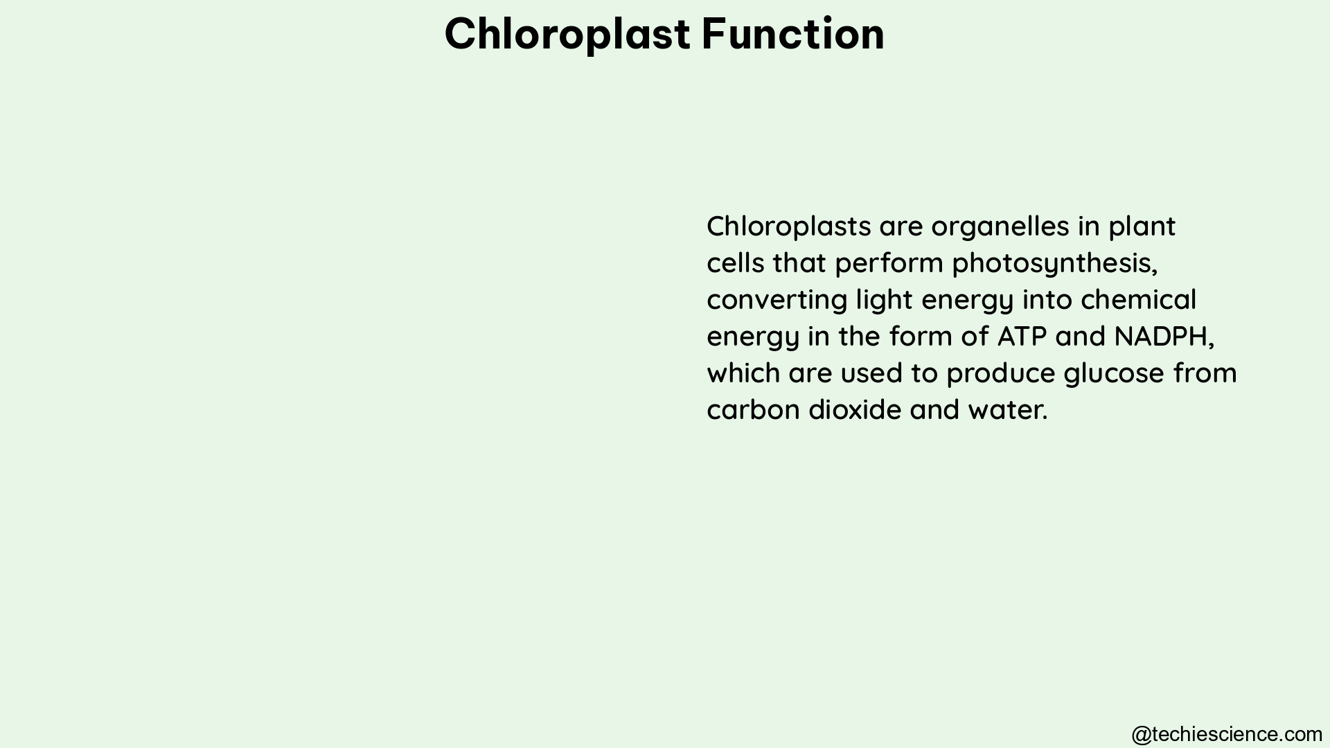 chloroplast function