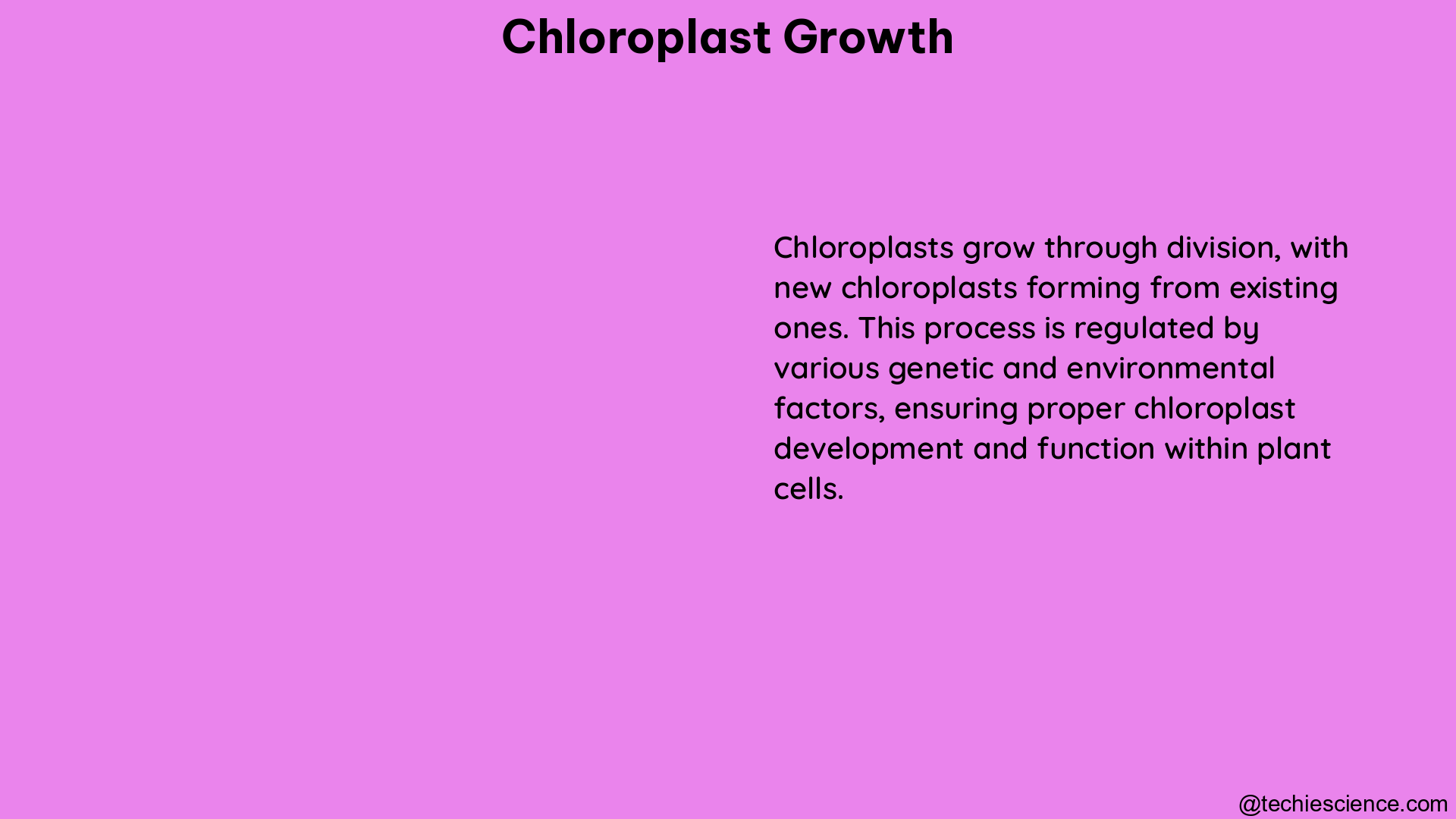 chloroplast growth