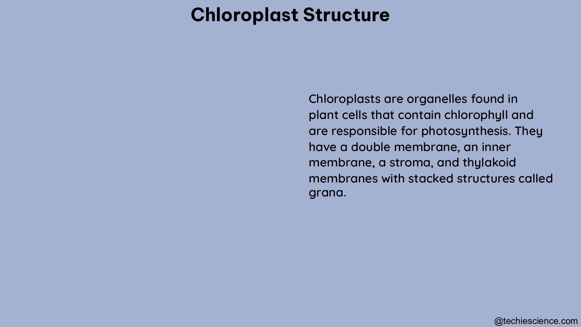 chloroplast structure