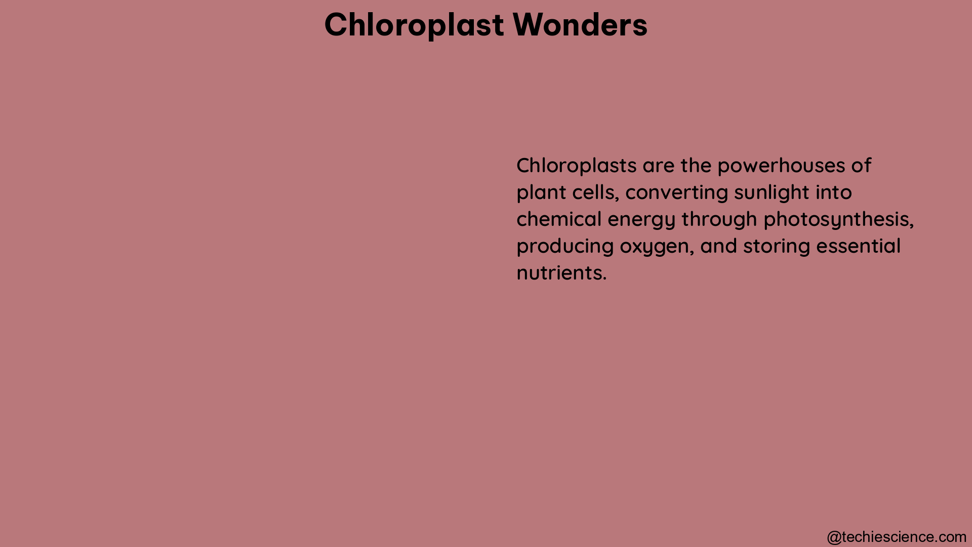 chloroplast wonders