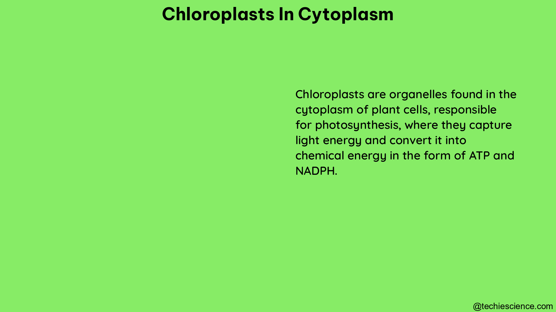 chloroplasts in cytoplasm