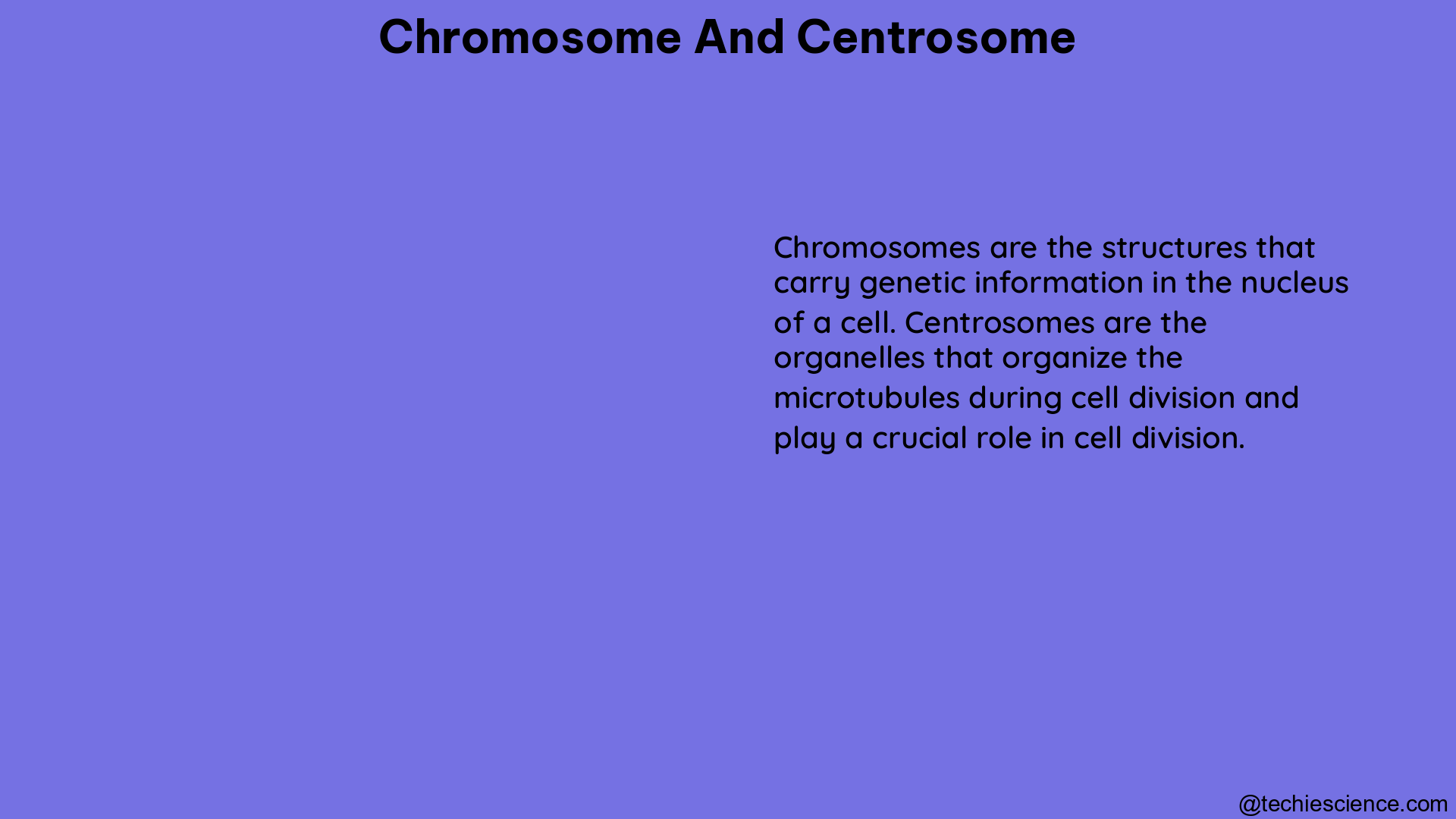 chromosome and centrosome