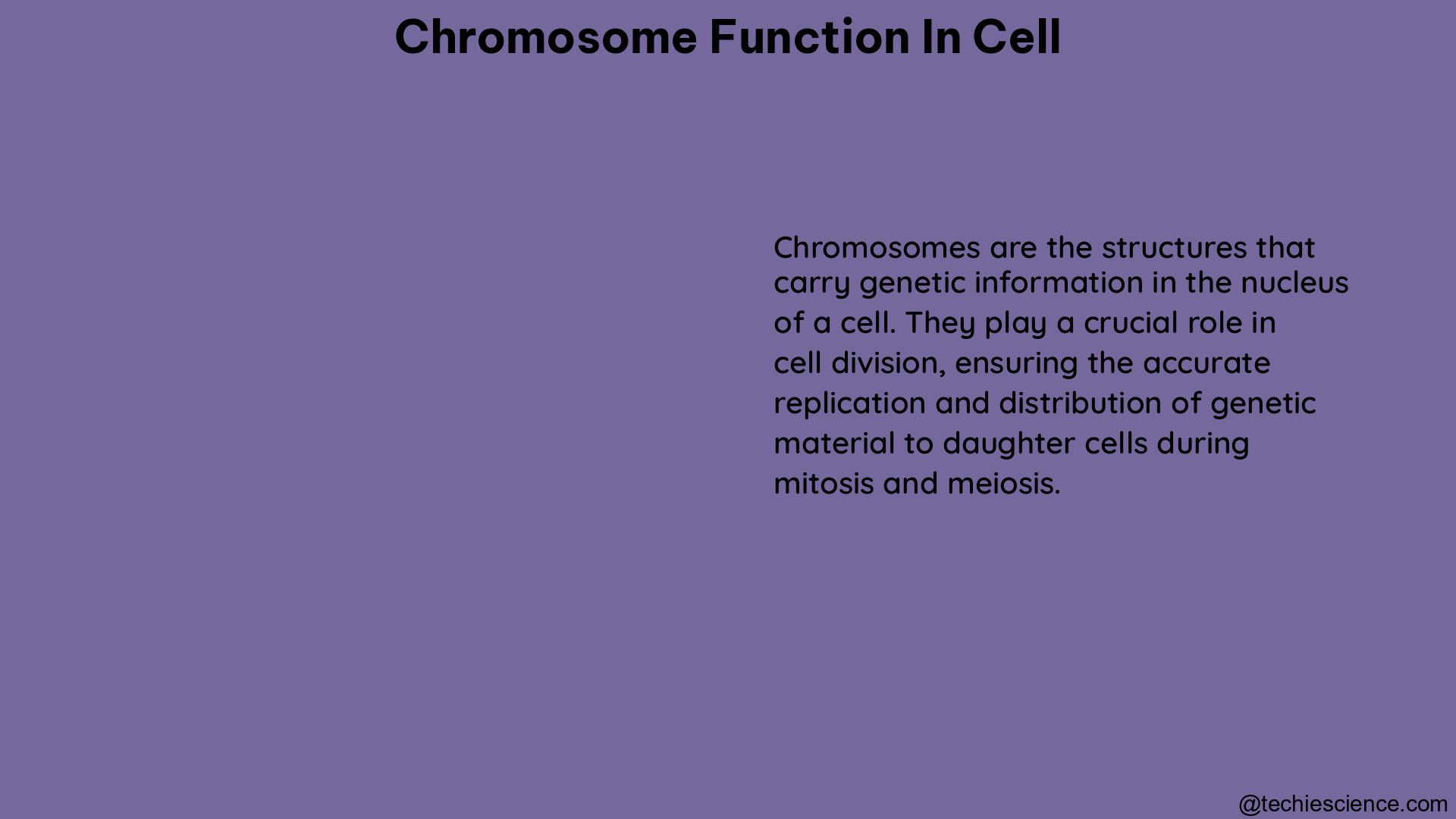 chromosome function in cell