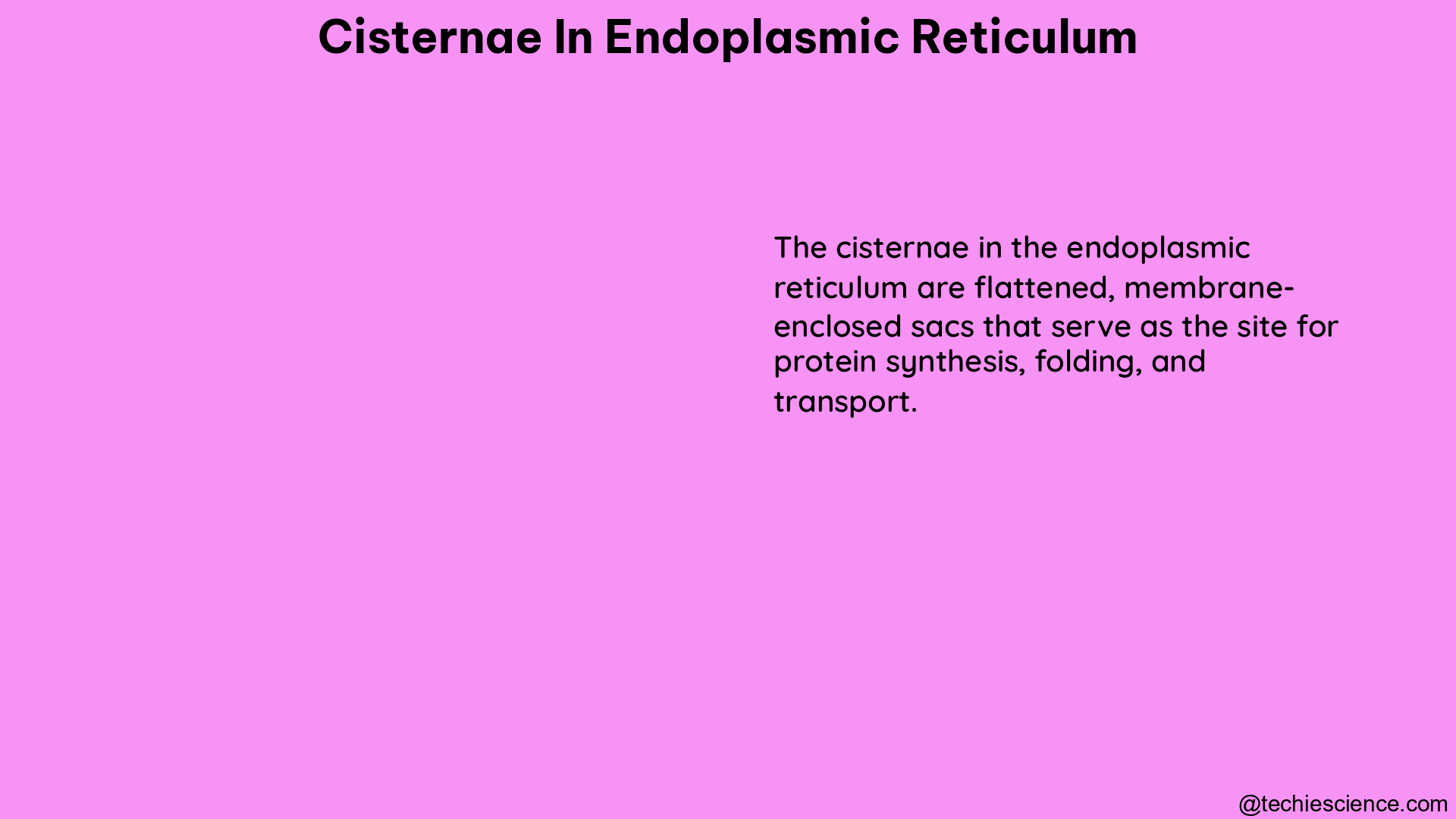 cisternae in endoplasmic reticulum