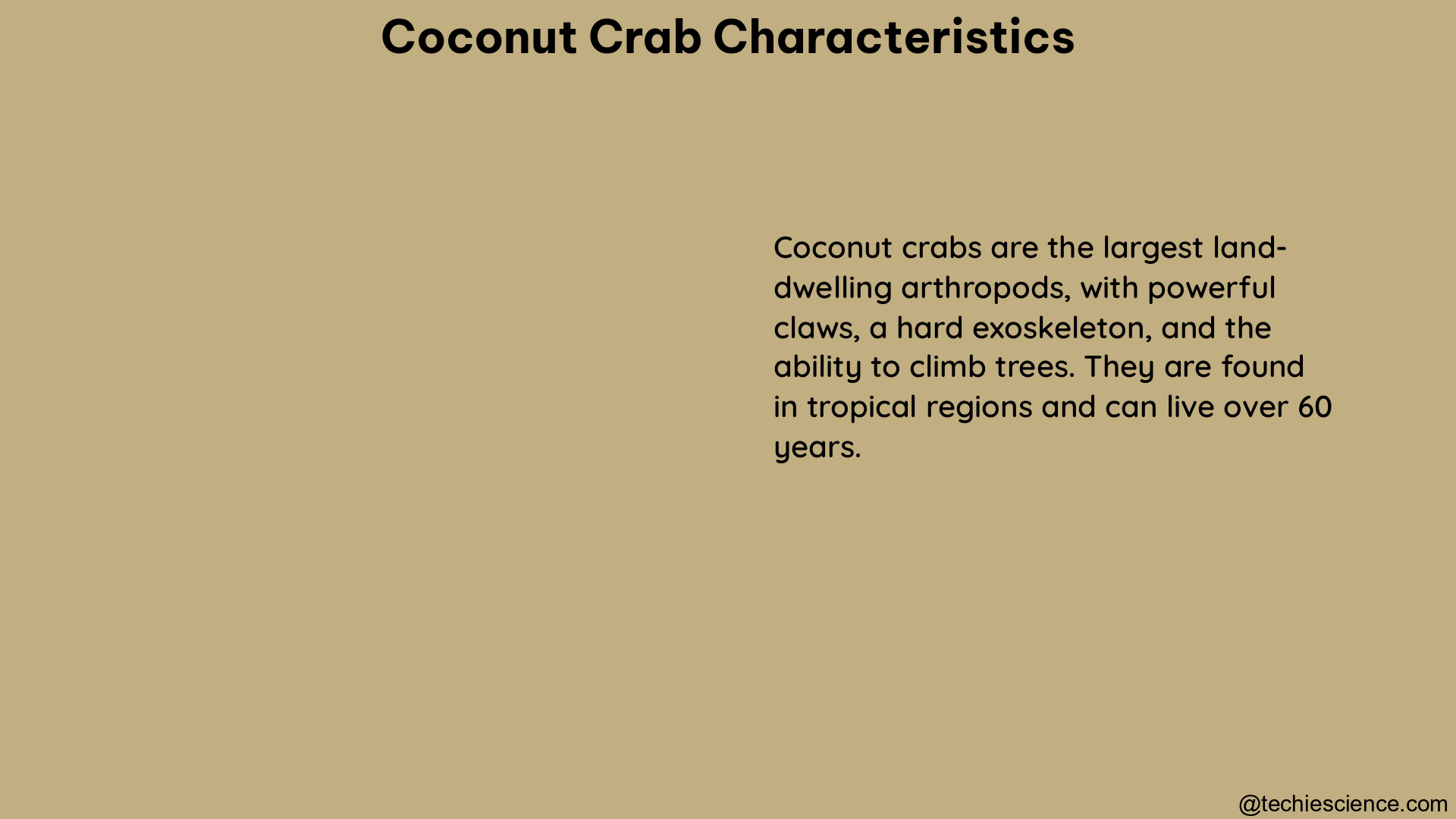 coconut crab characteristics