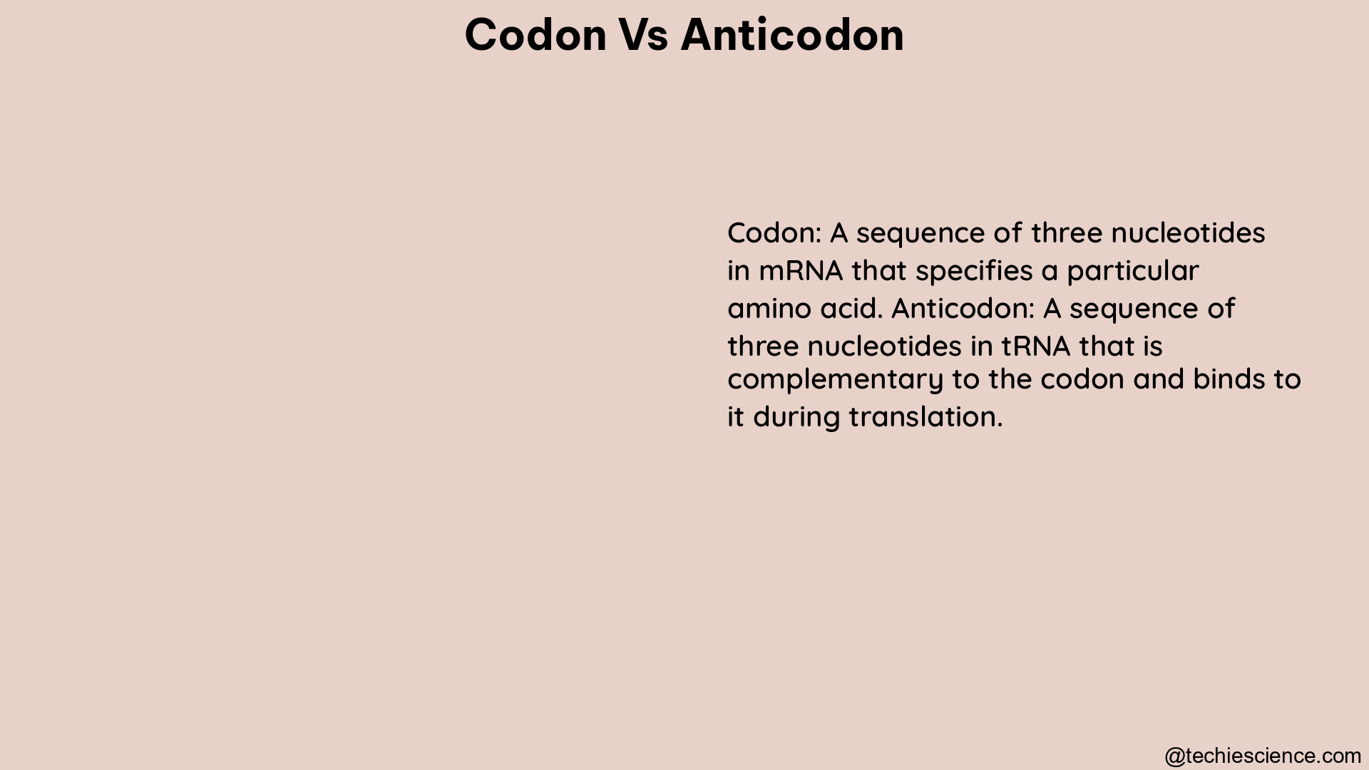 codon vs anticodon