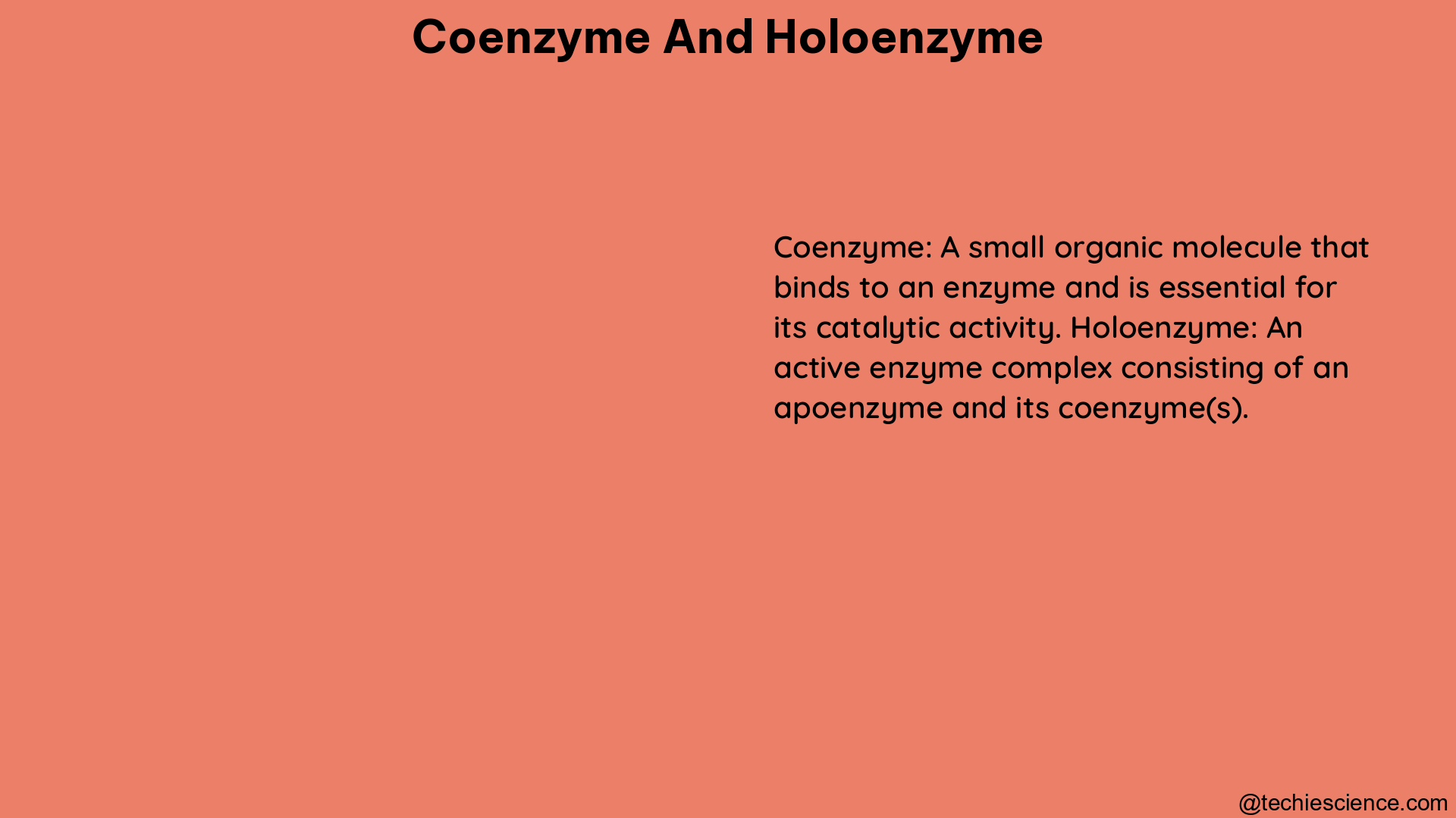 coenzyme and holoenzyme