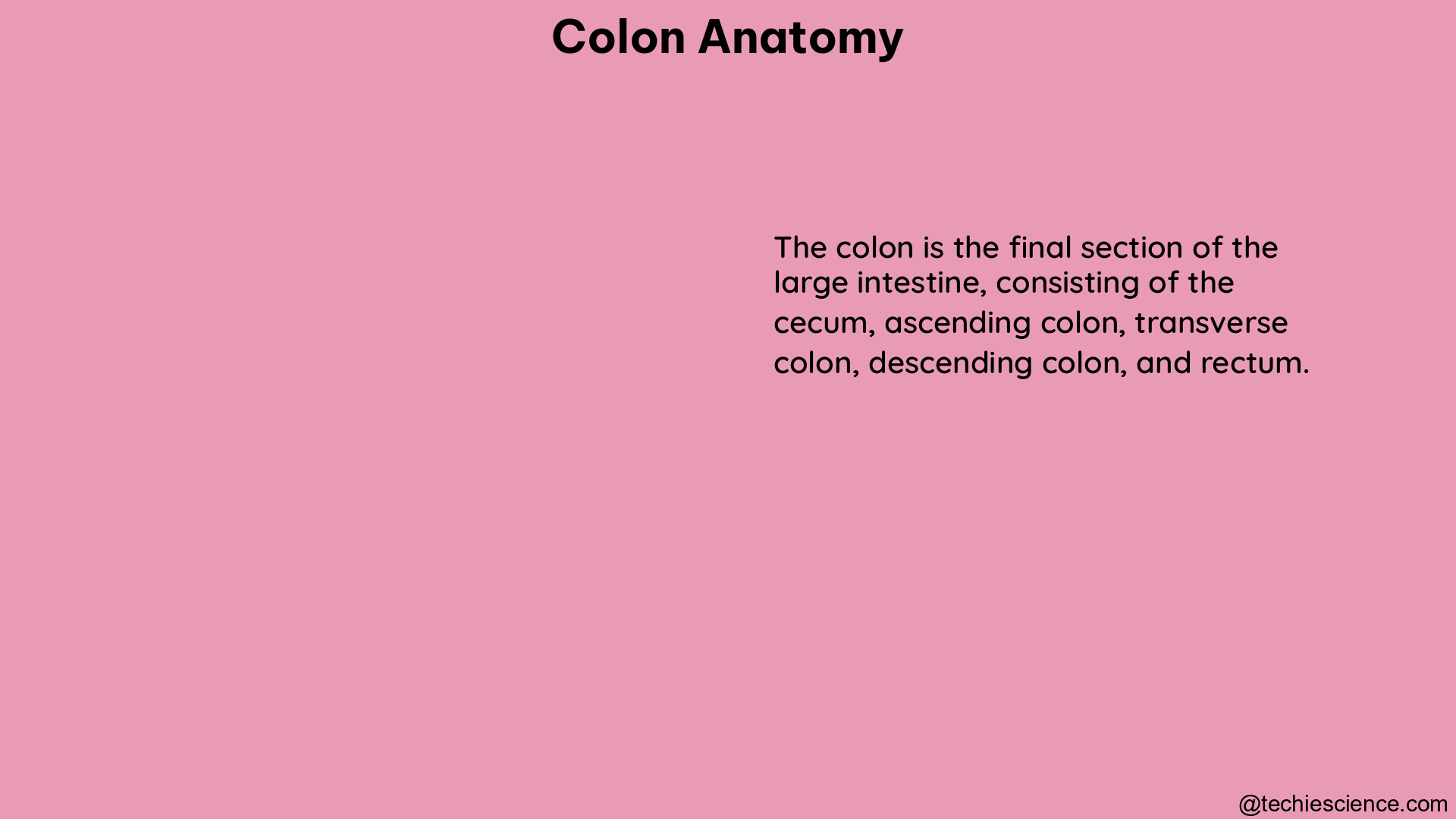 colon anatomy