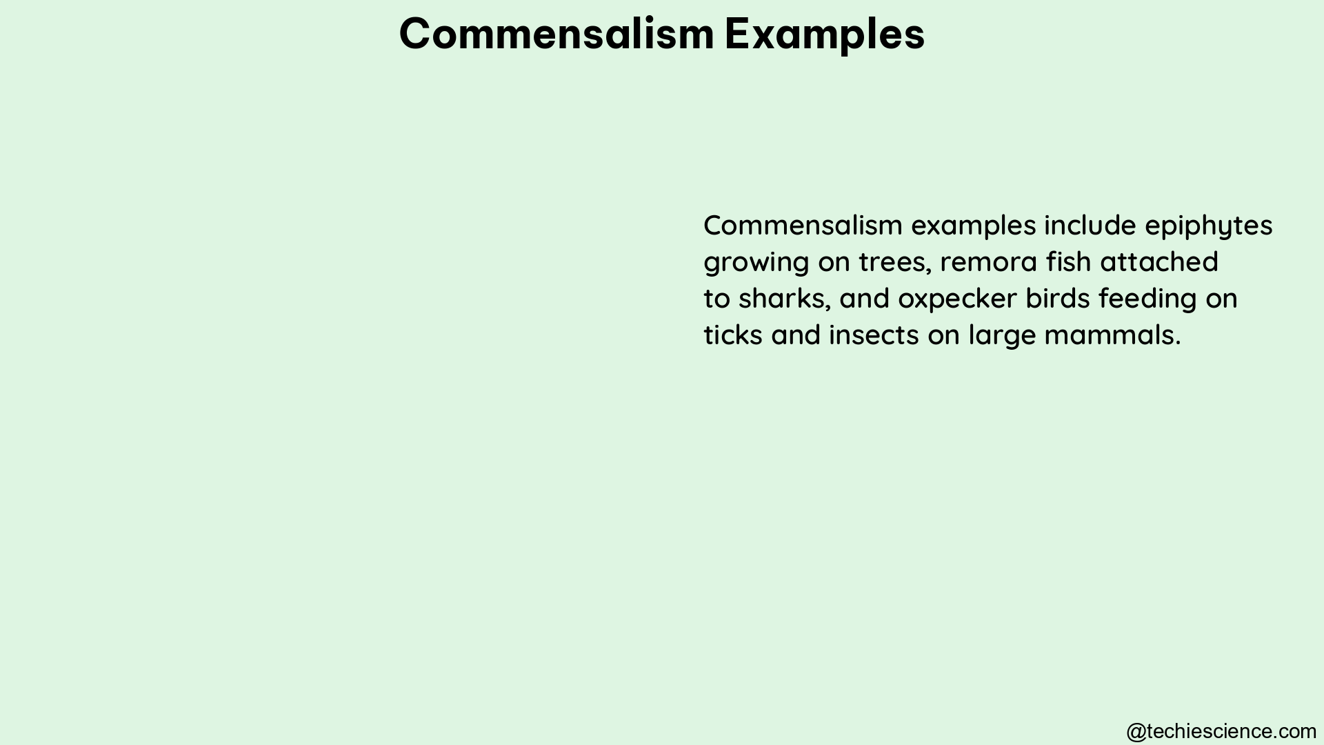 commensalism examples