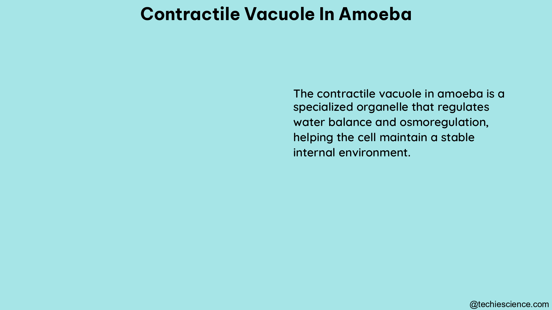 contractile vacuole in amoeba