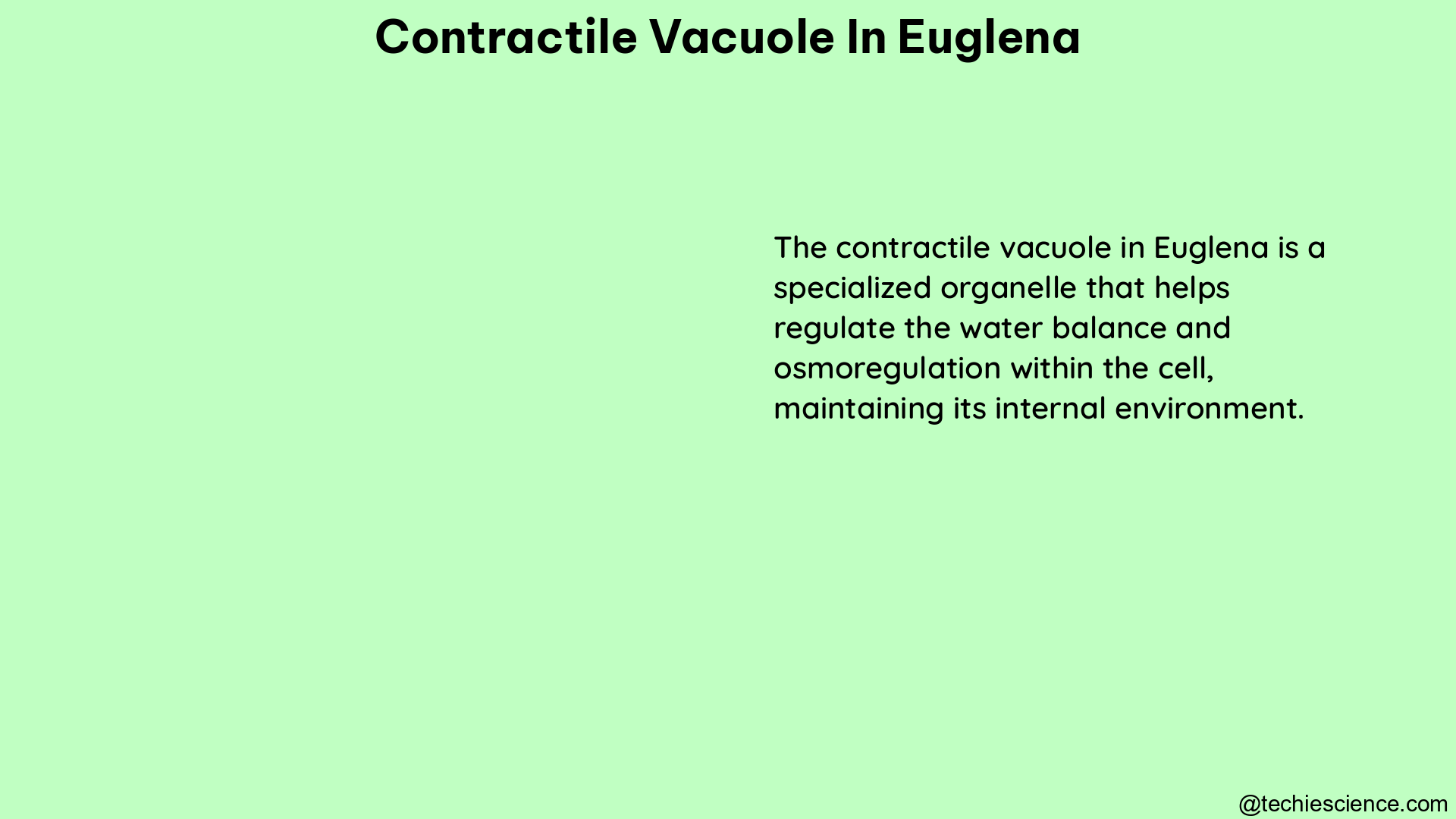 contractile vacuole in euglena