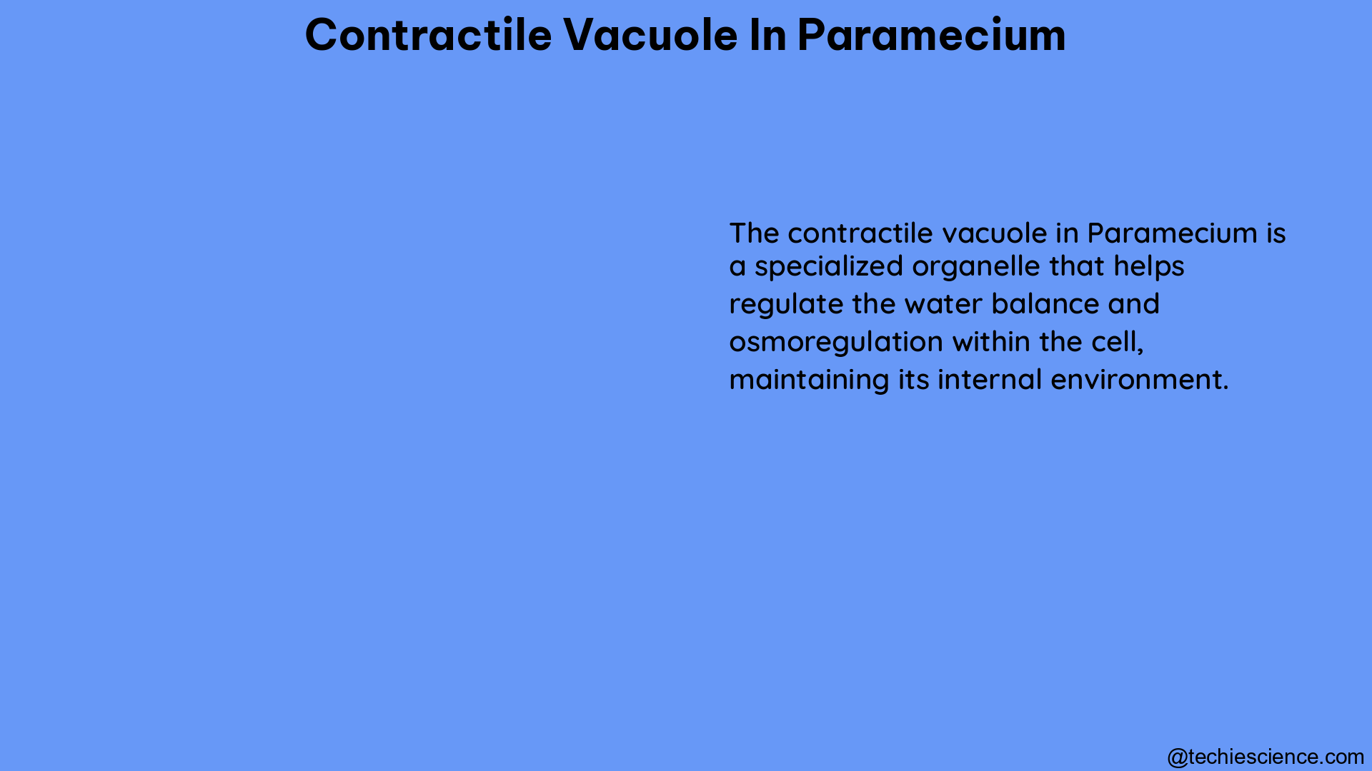 contractile vacuole in paramecium