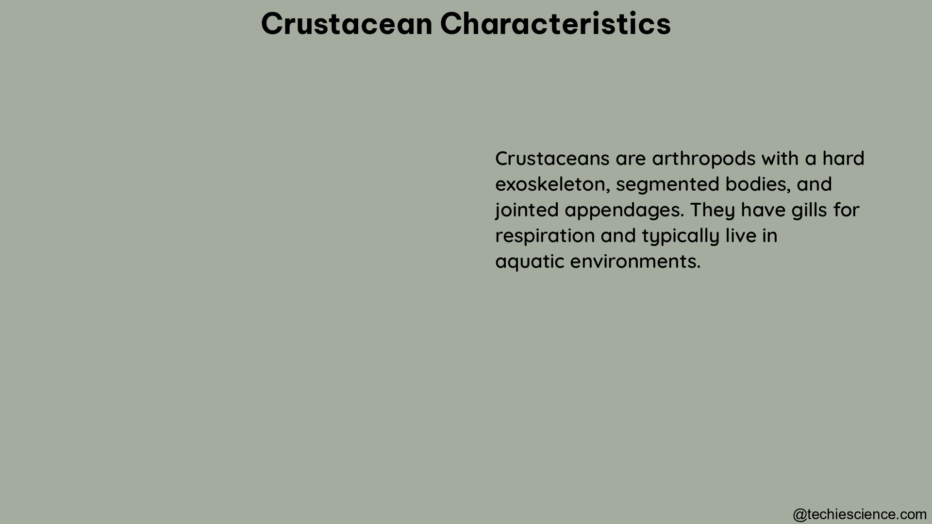 crustacean characteristics