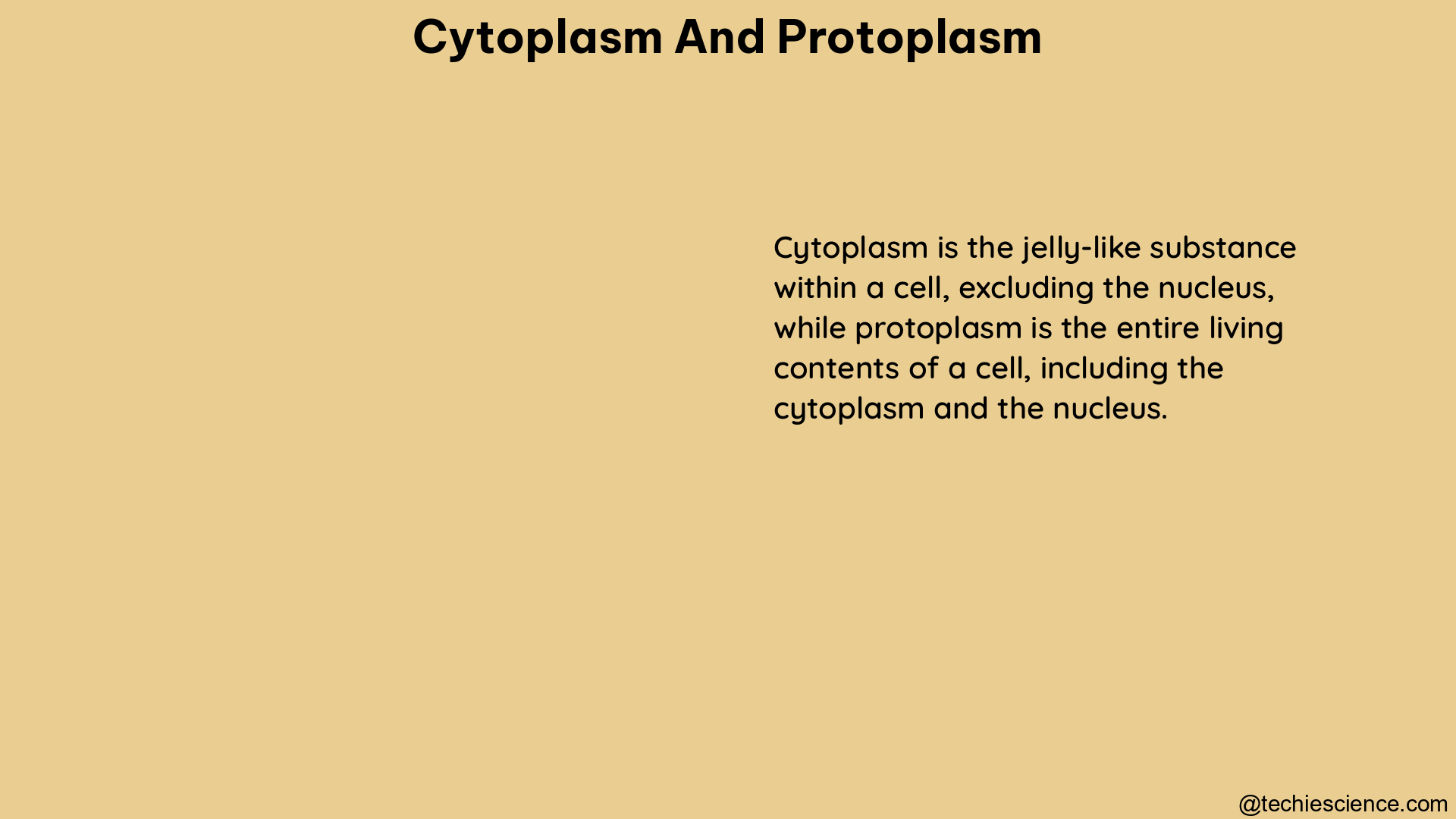 cytoplasm and protoplasm