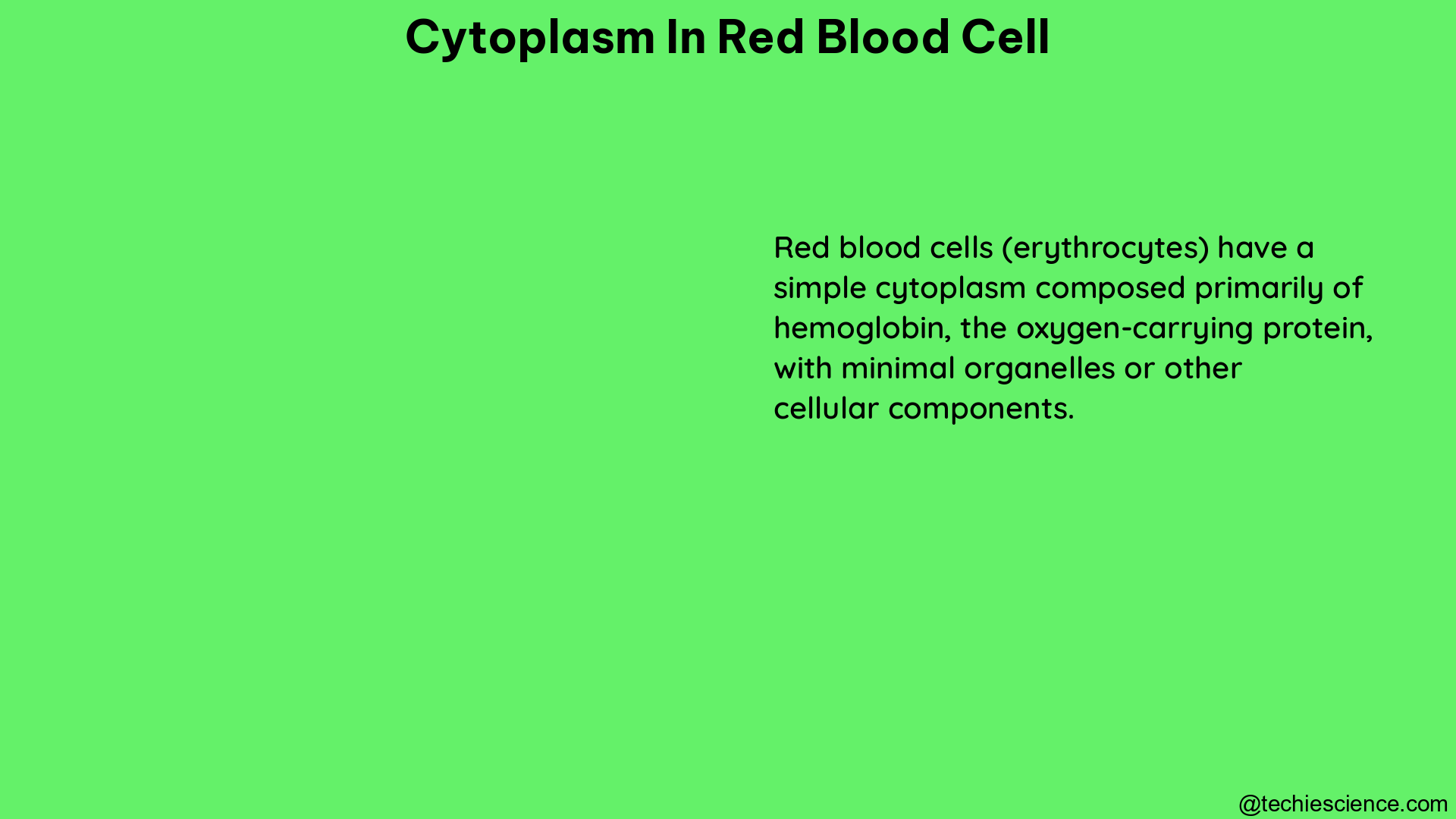 cytoplasm in red blood cell