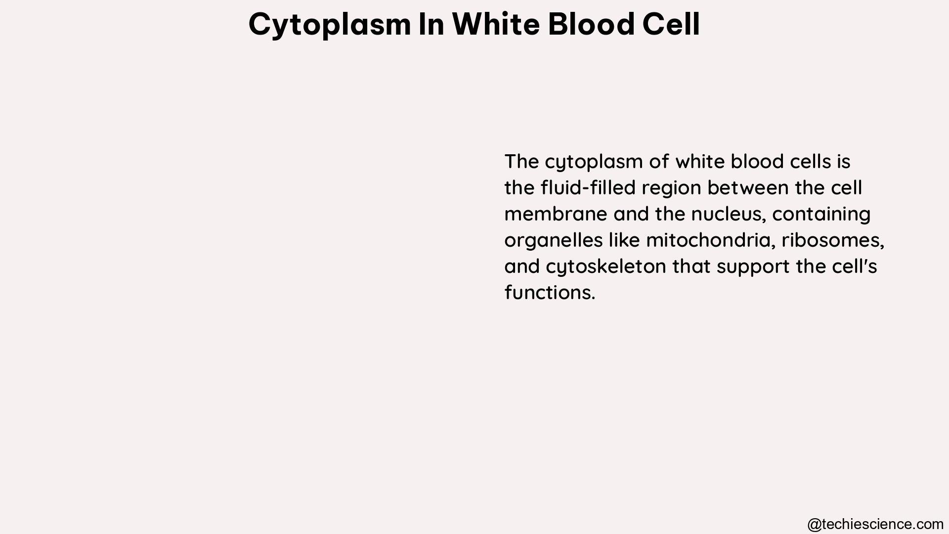 cytoplasm in white blood cell