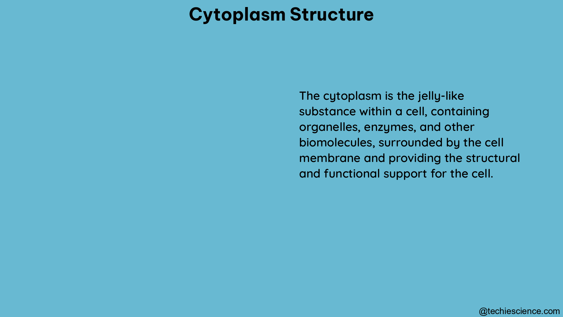 cytoplasm structure