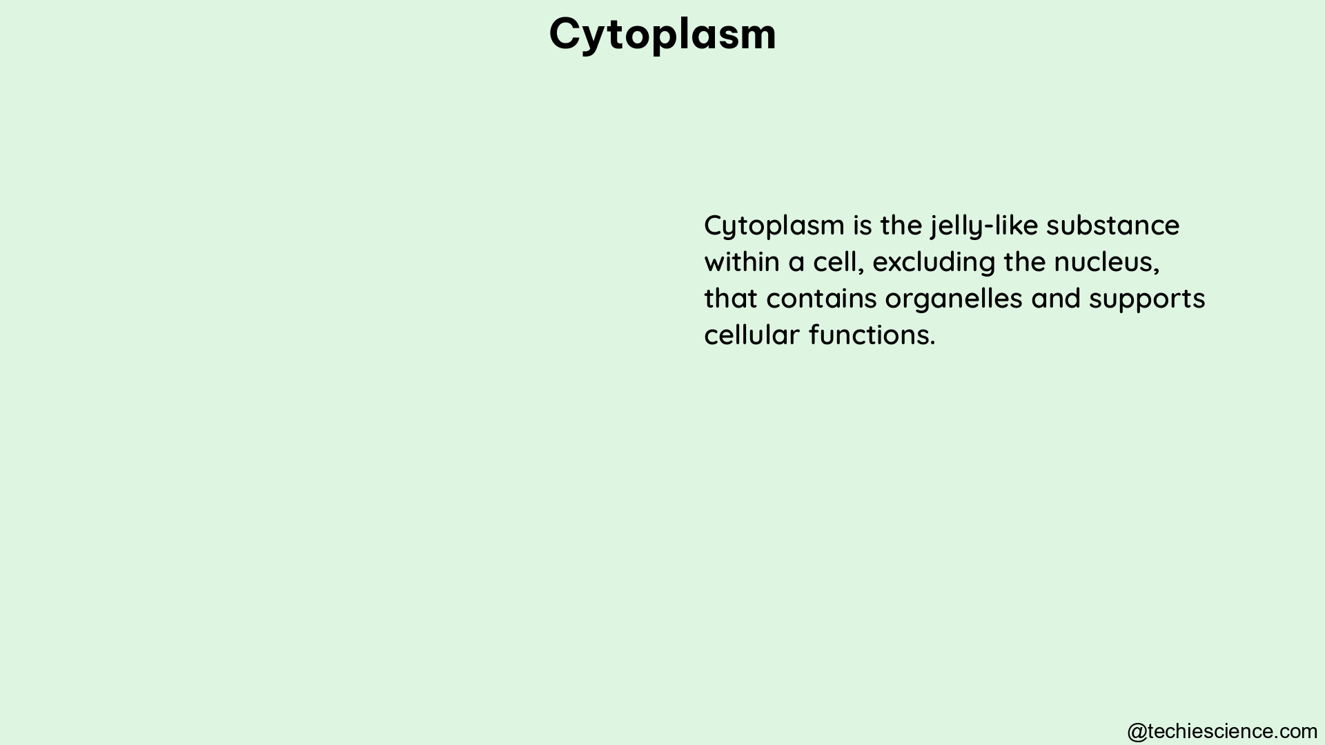 cytoplasm