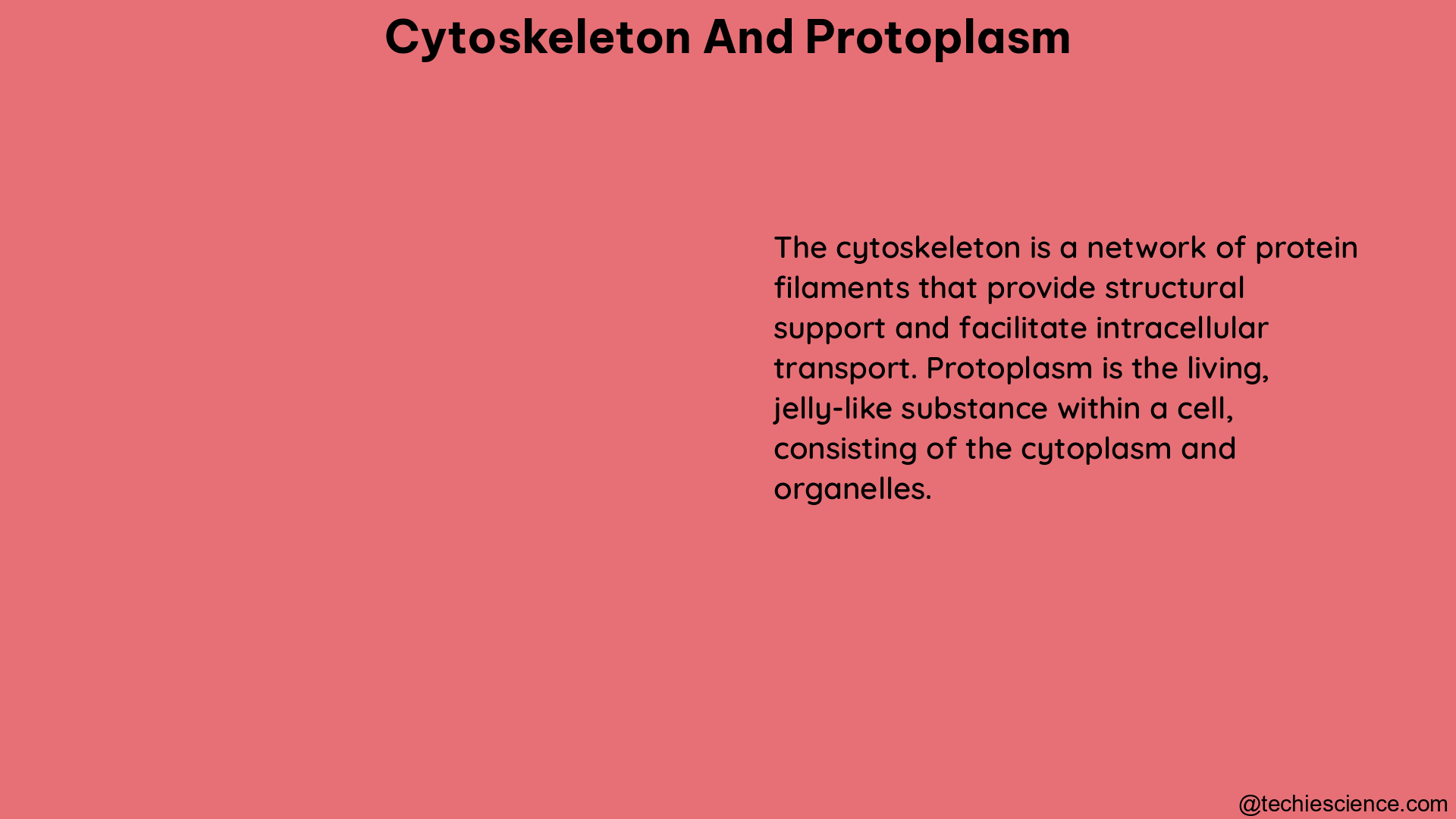 cytoskeleton and protoplasm