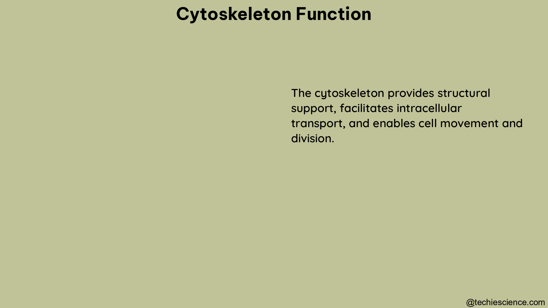 cytoskeleton function