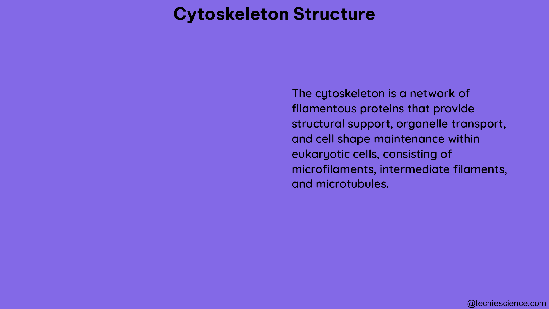 cytoskeleton structure