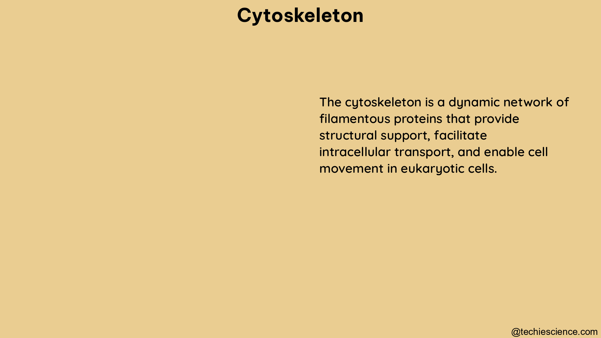 cytoskeleton