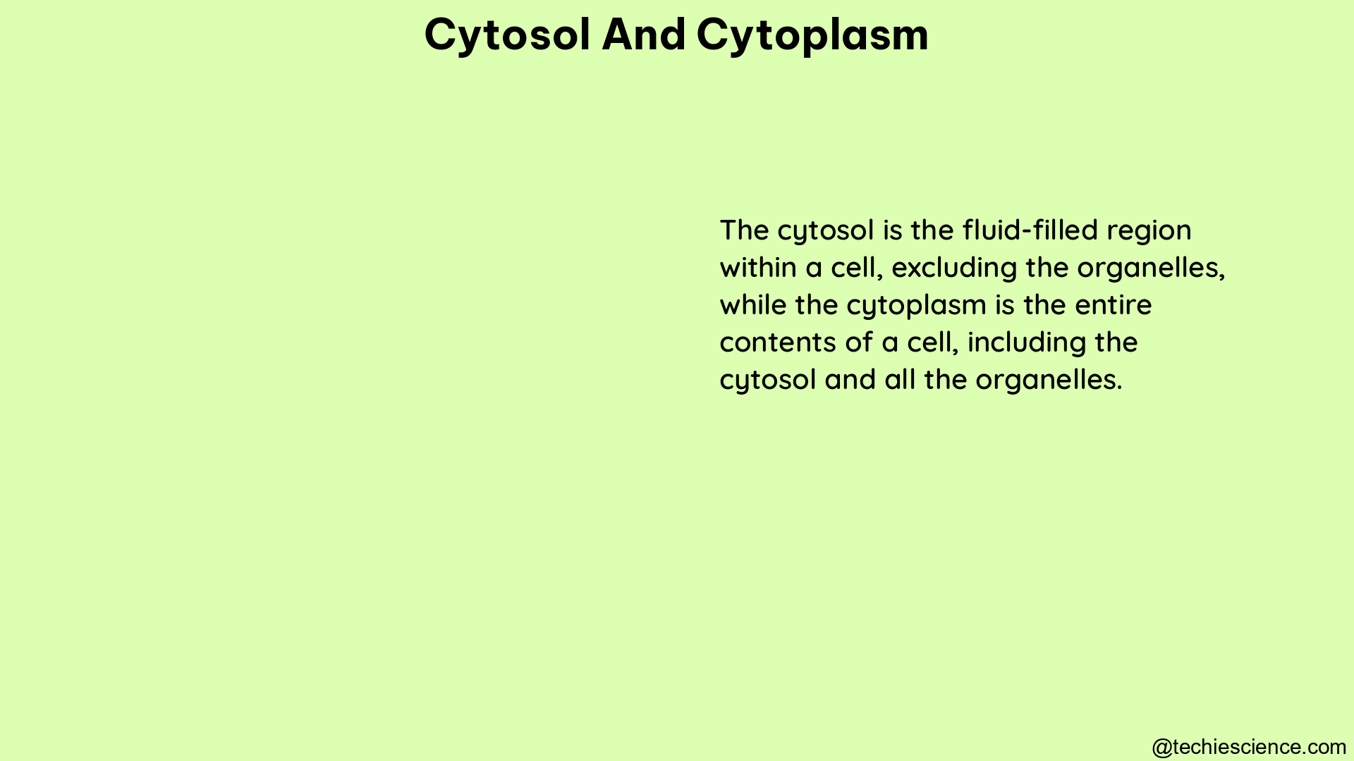 cytosol and cytoplasm