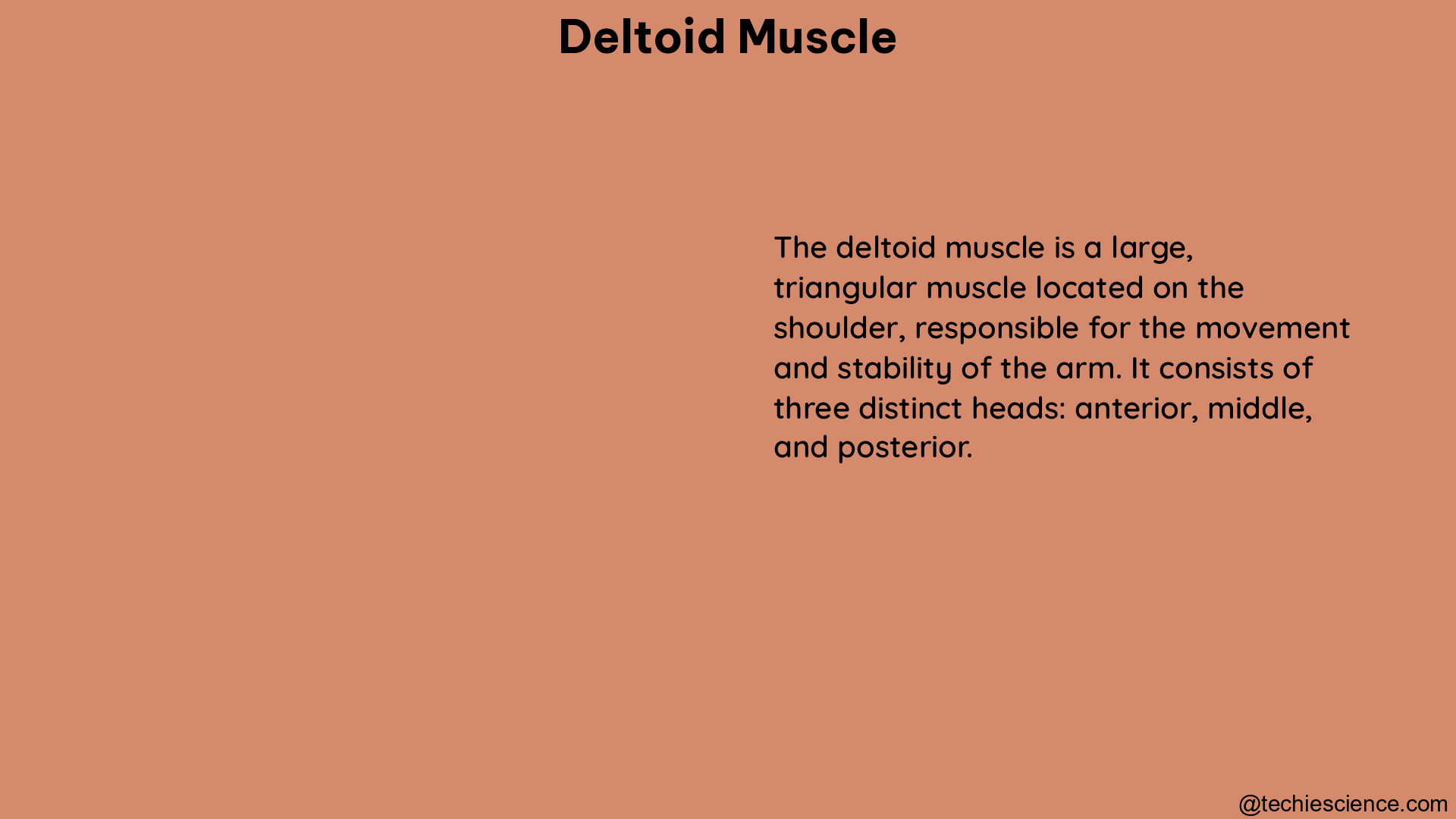 deltoid muscle