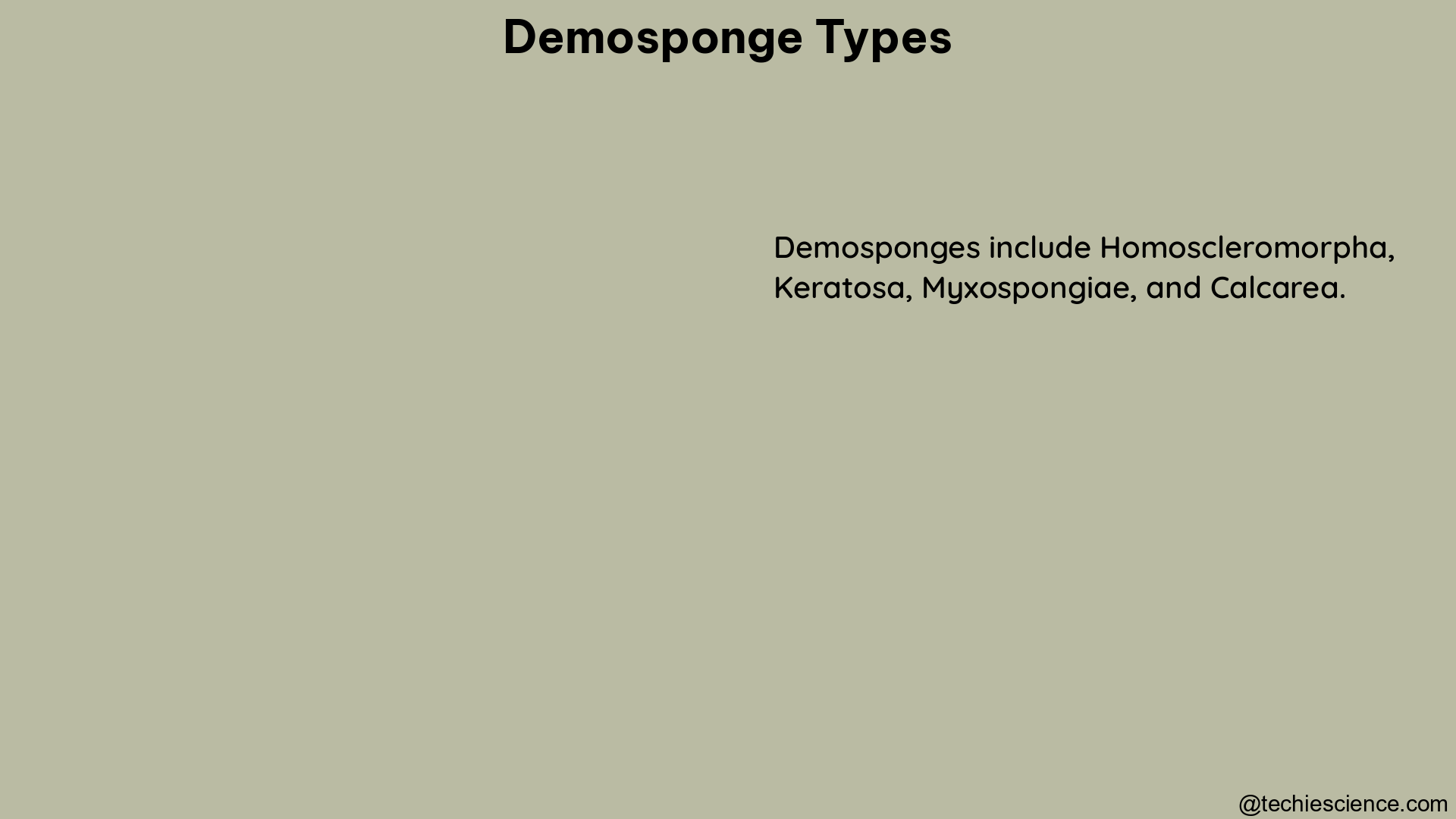 demosponge types