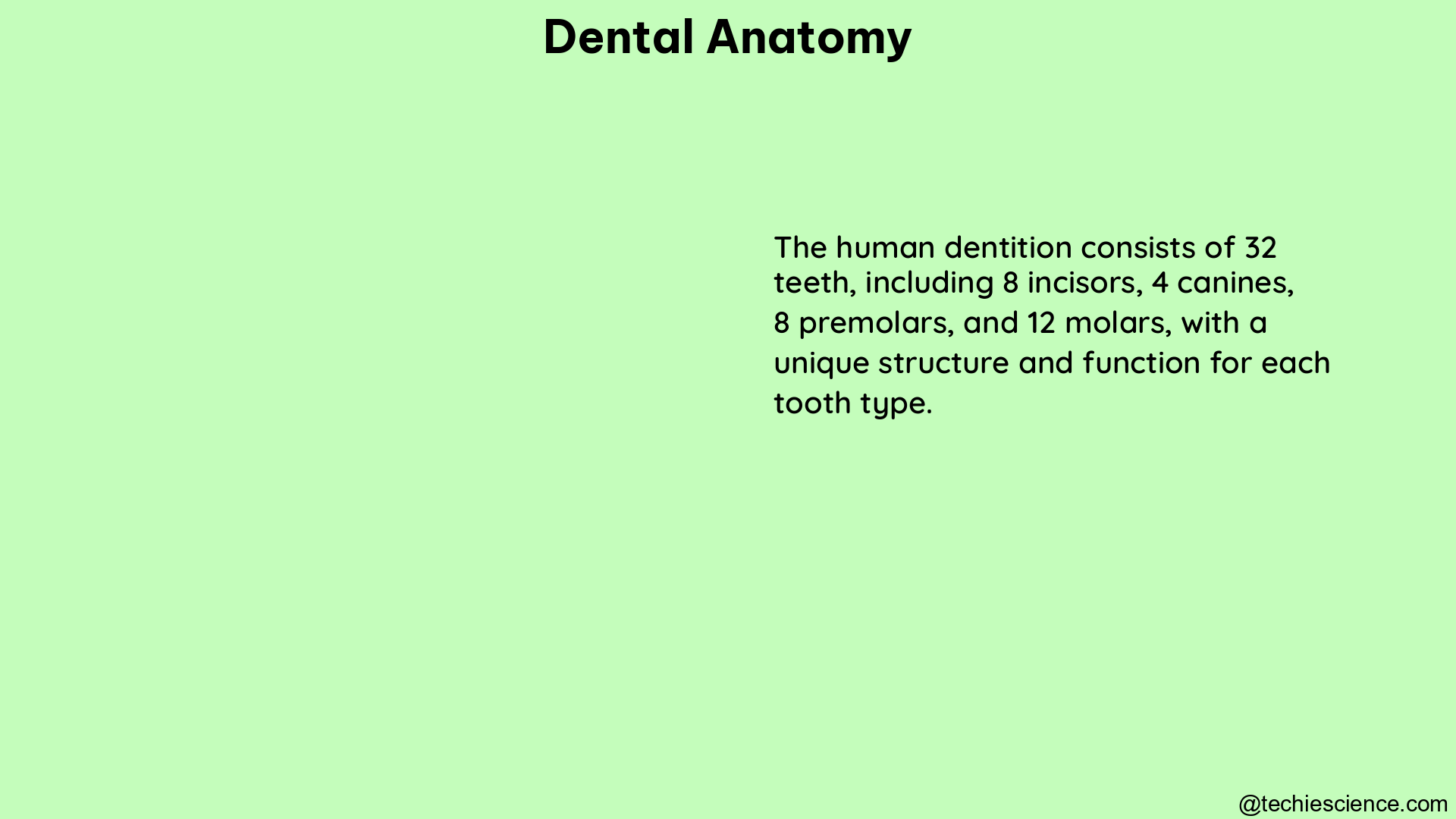 dental anatomy