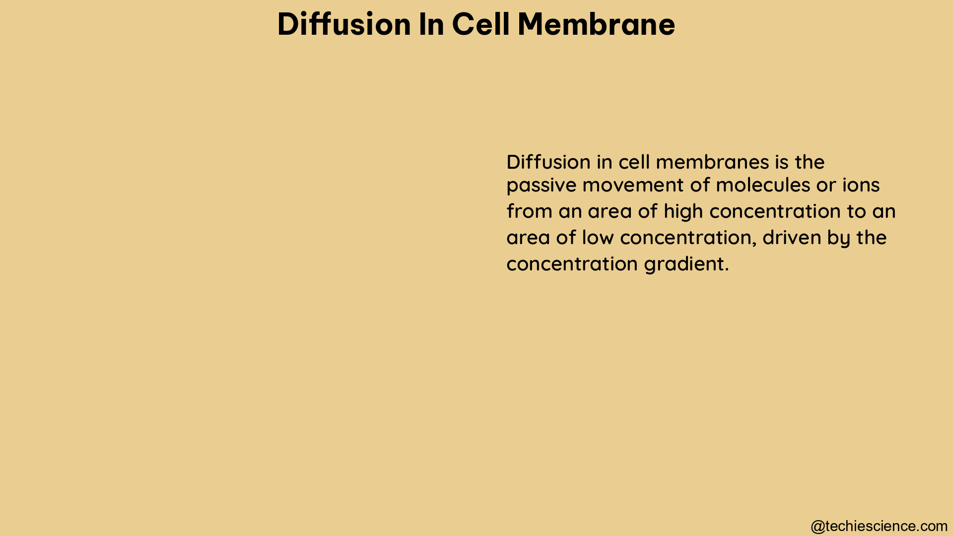 diffusion in cell membrane