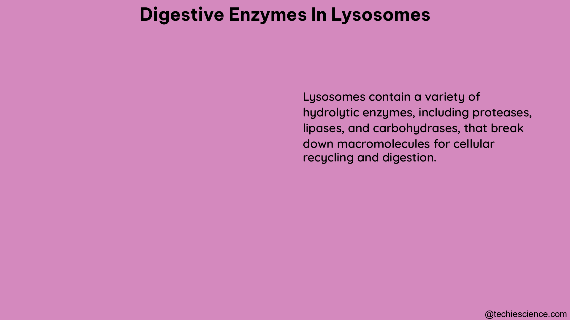 digestive enzymes in lysosomes