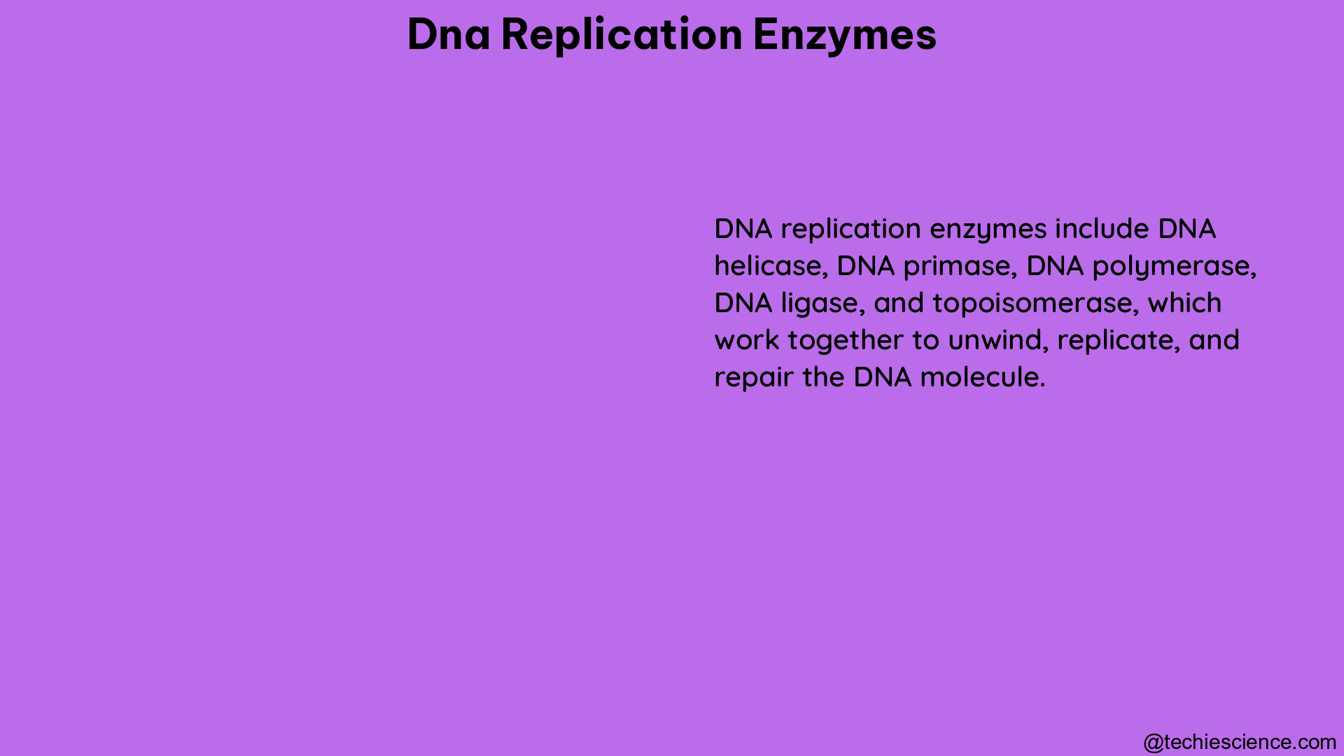 dna replication enzymes