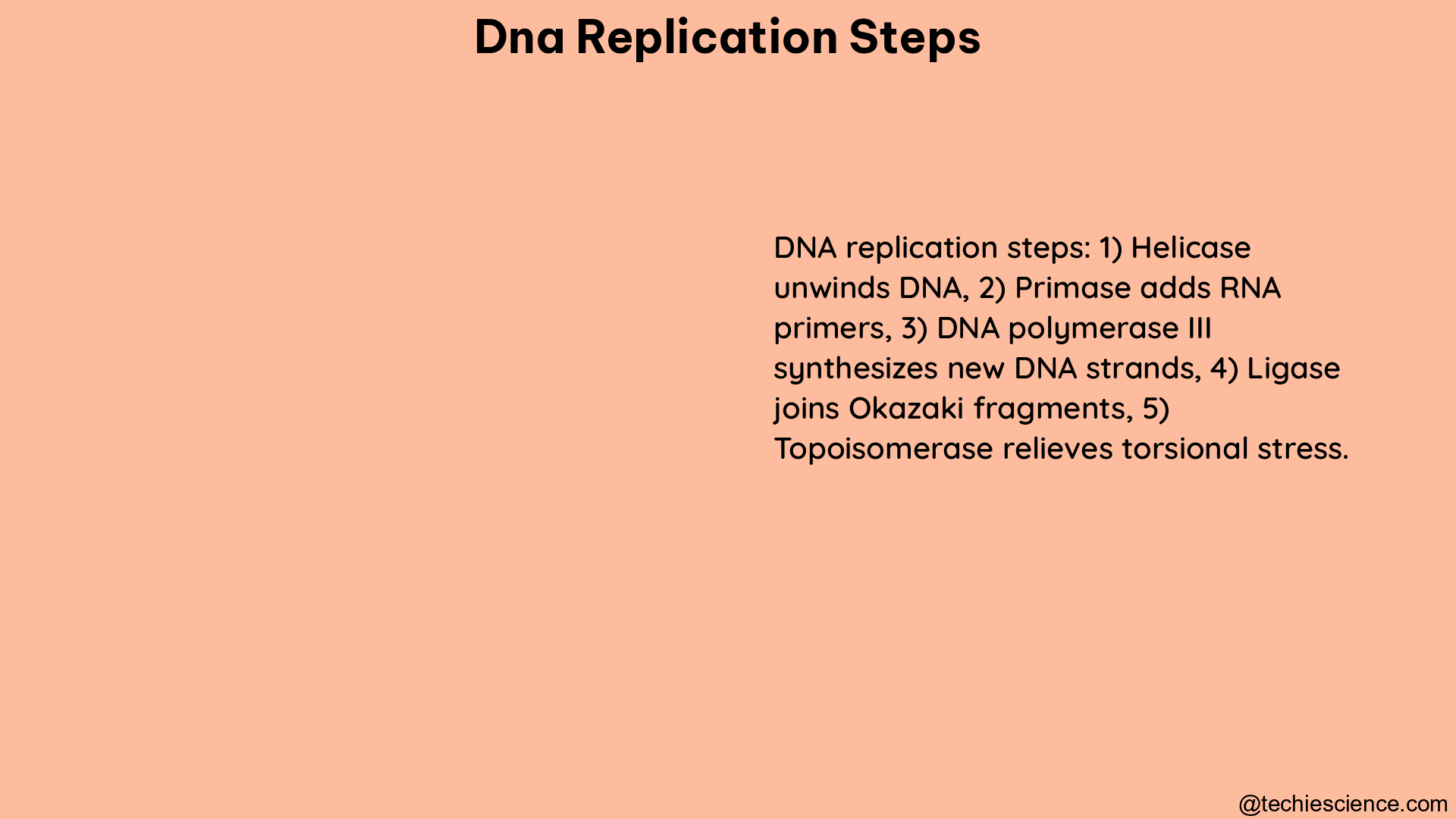 dna replication steps