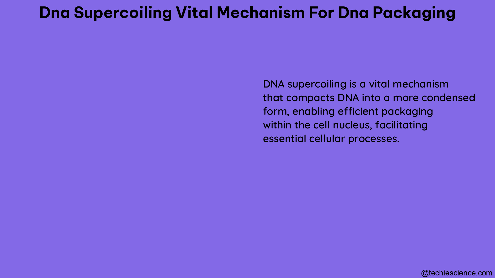 dna supercoiling vital mechanism for dna packaging