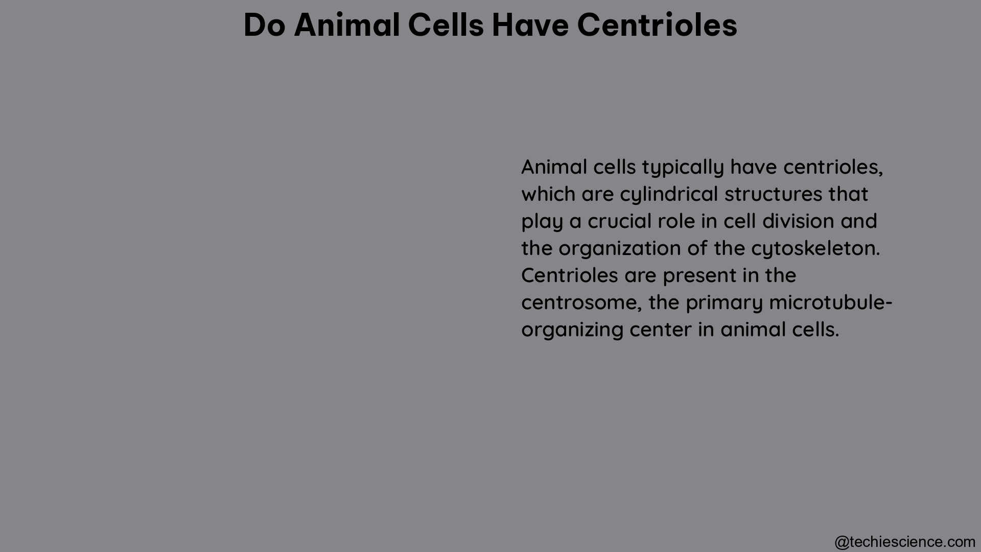 do animal cells have centrioles