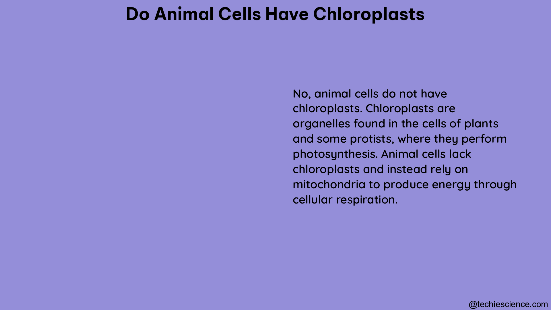 do animal cells have chloroplasts