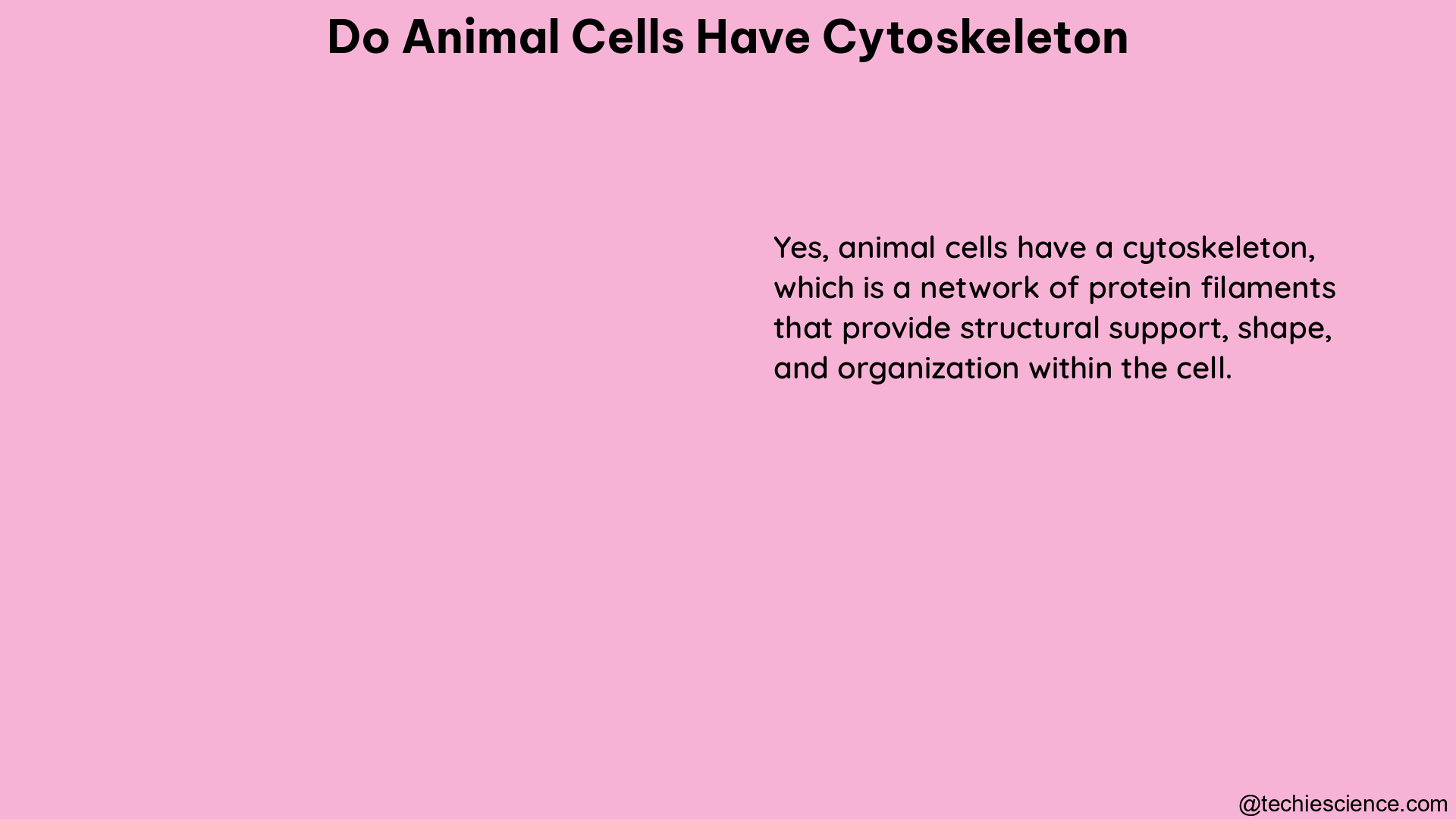 do animal cells have cytoskeleton