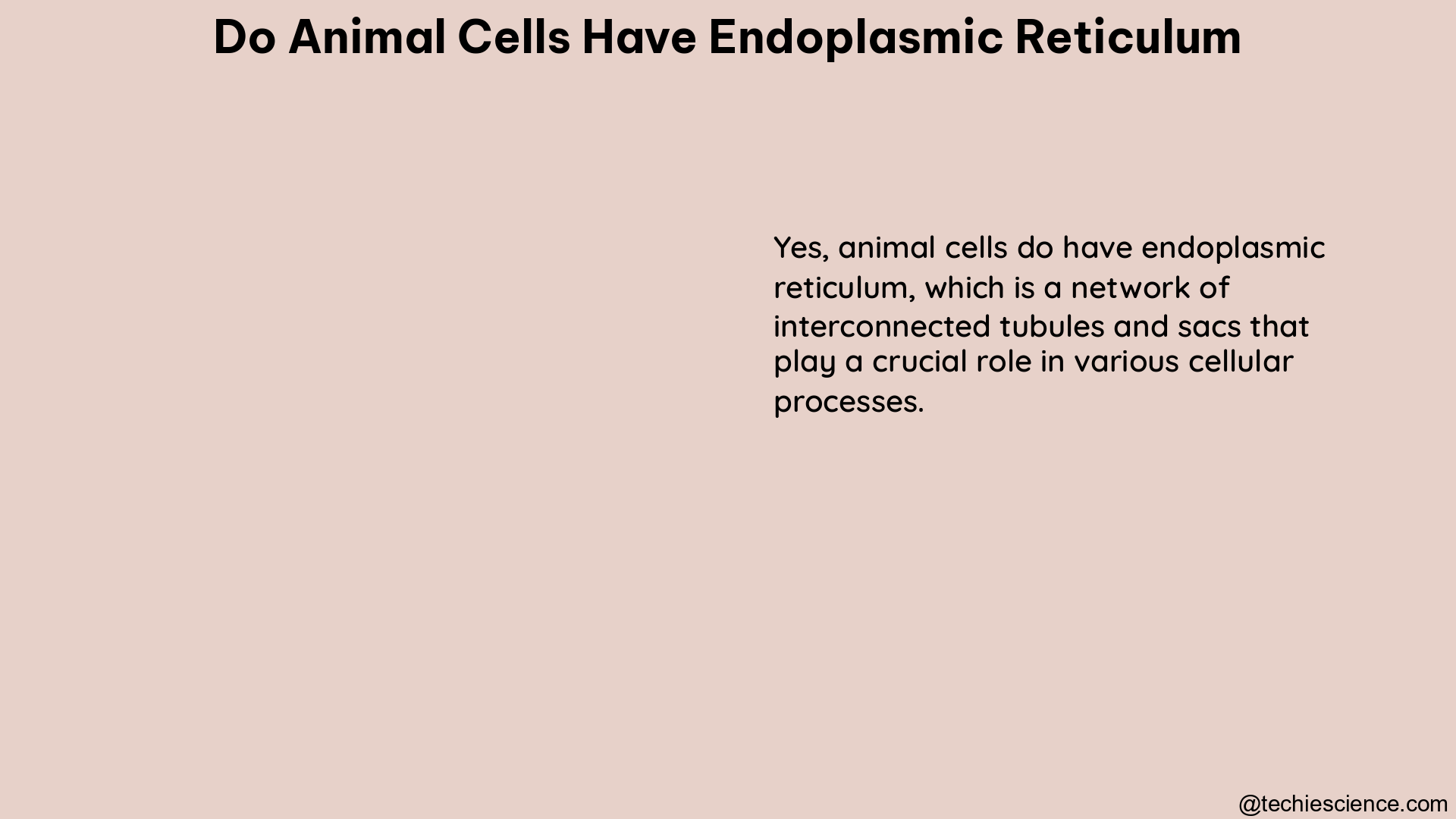 do animal cells have endoplasmic reticulum