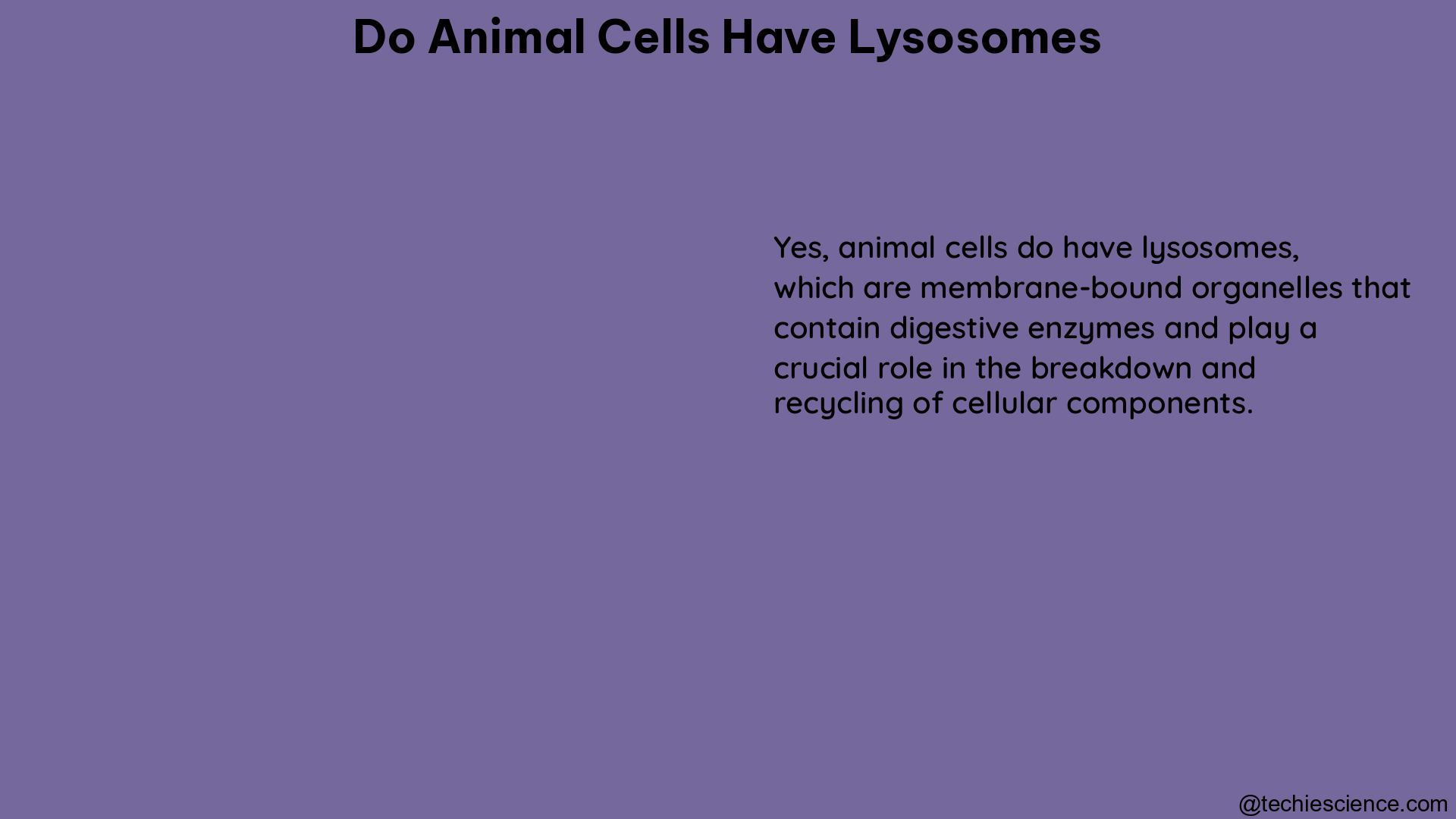 do animal cells have lysosomes