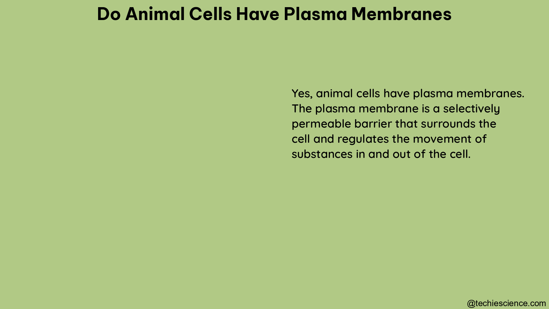 do animal cells have plasma membranes