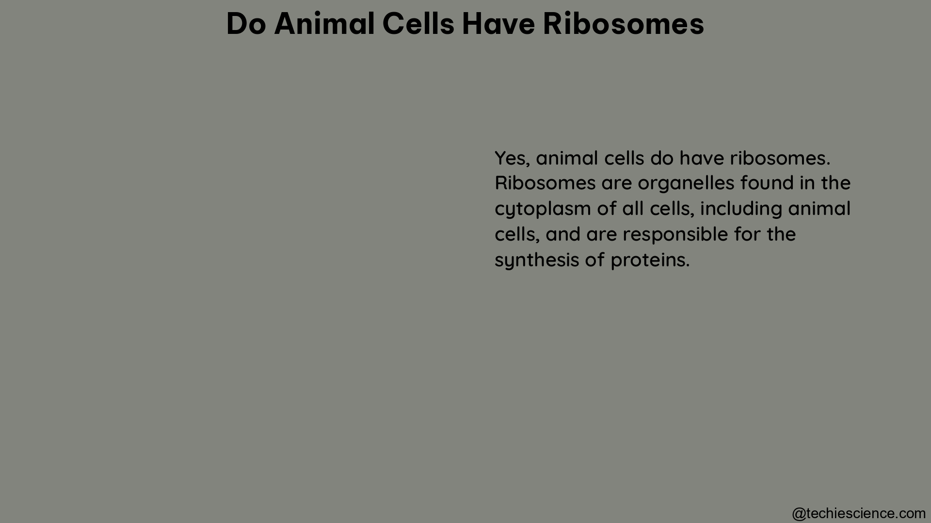 do animal cells have ribosomes