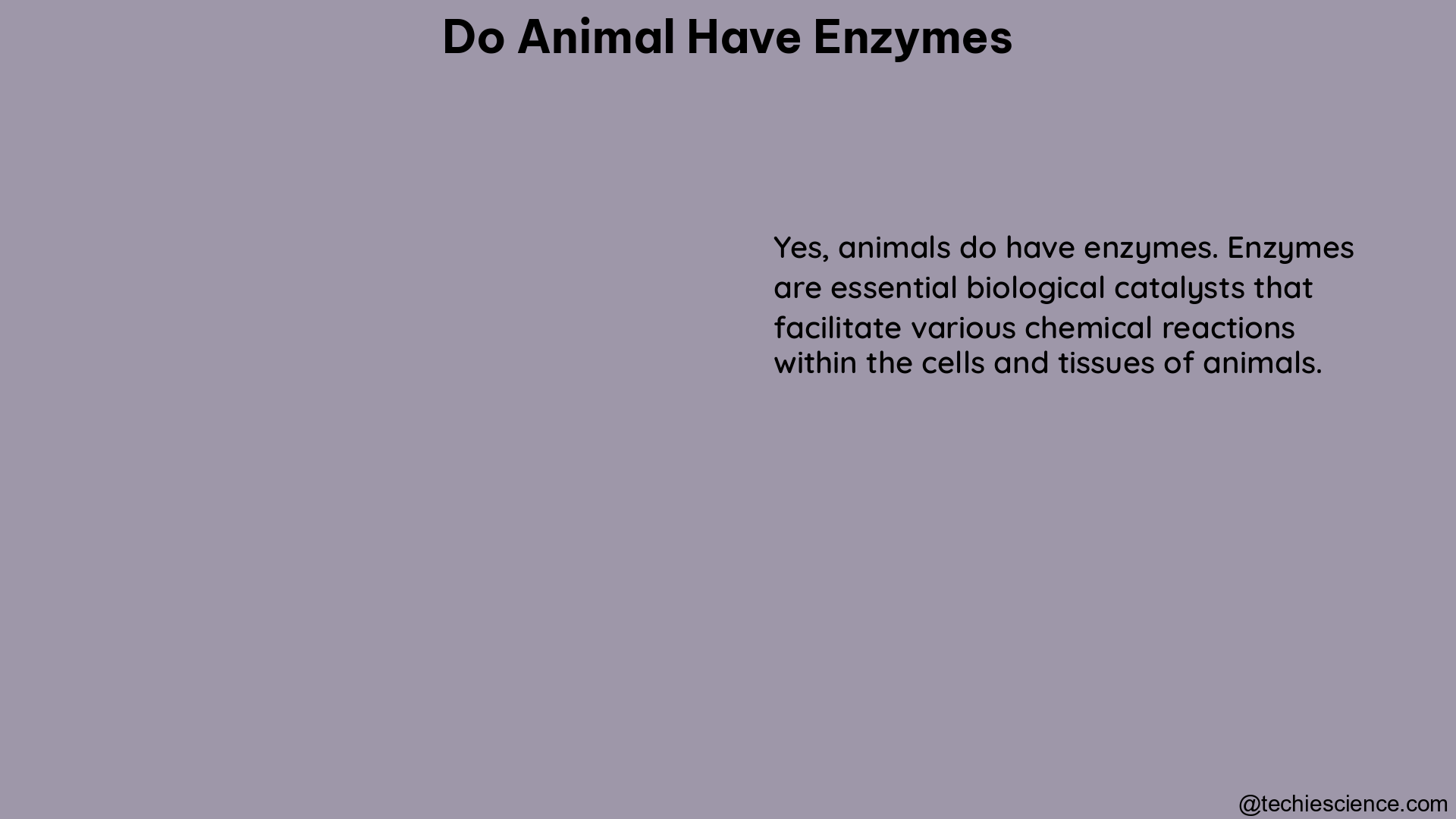 do animal have enzymes