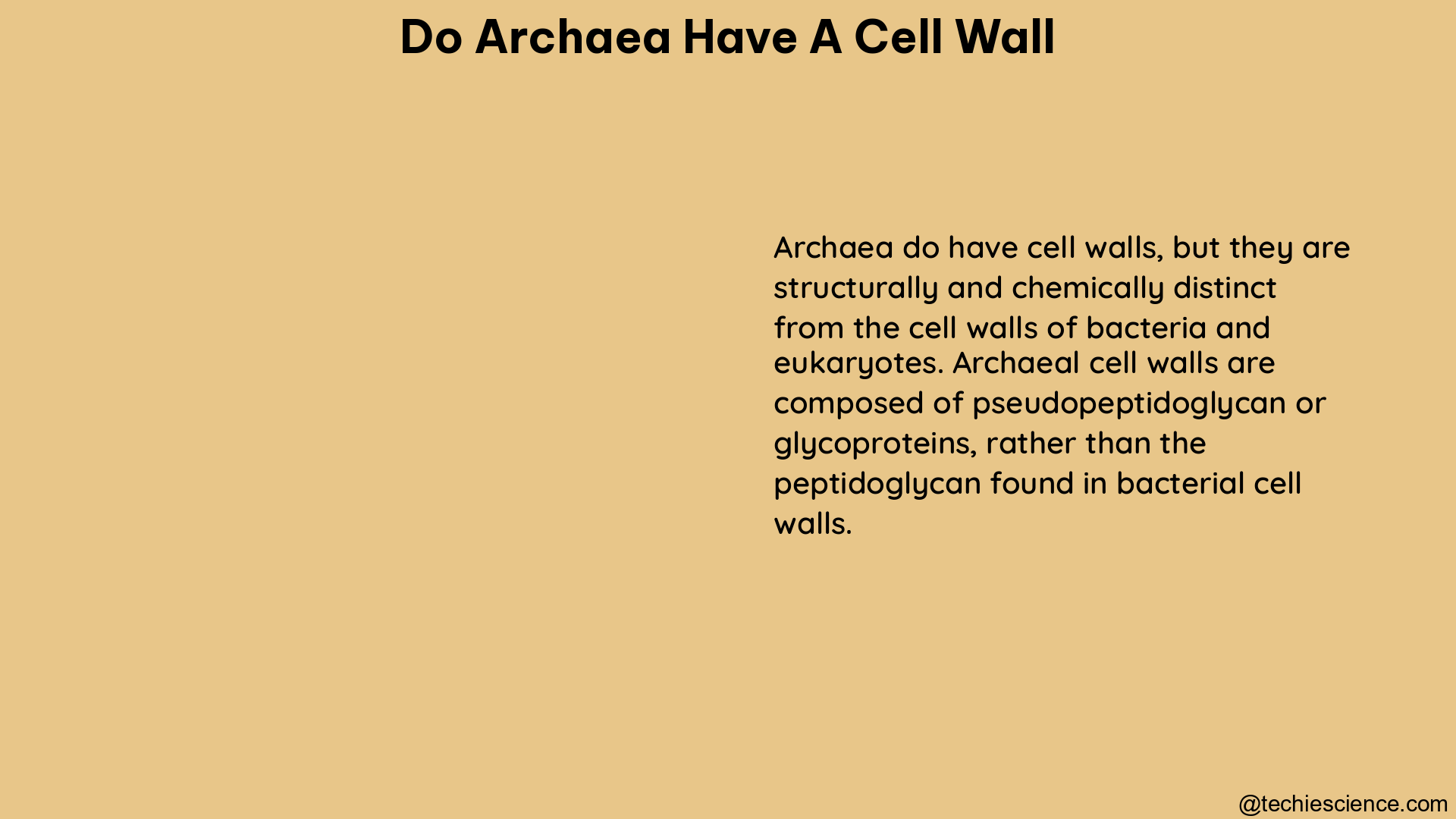 do archaea have a cell wall