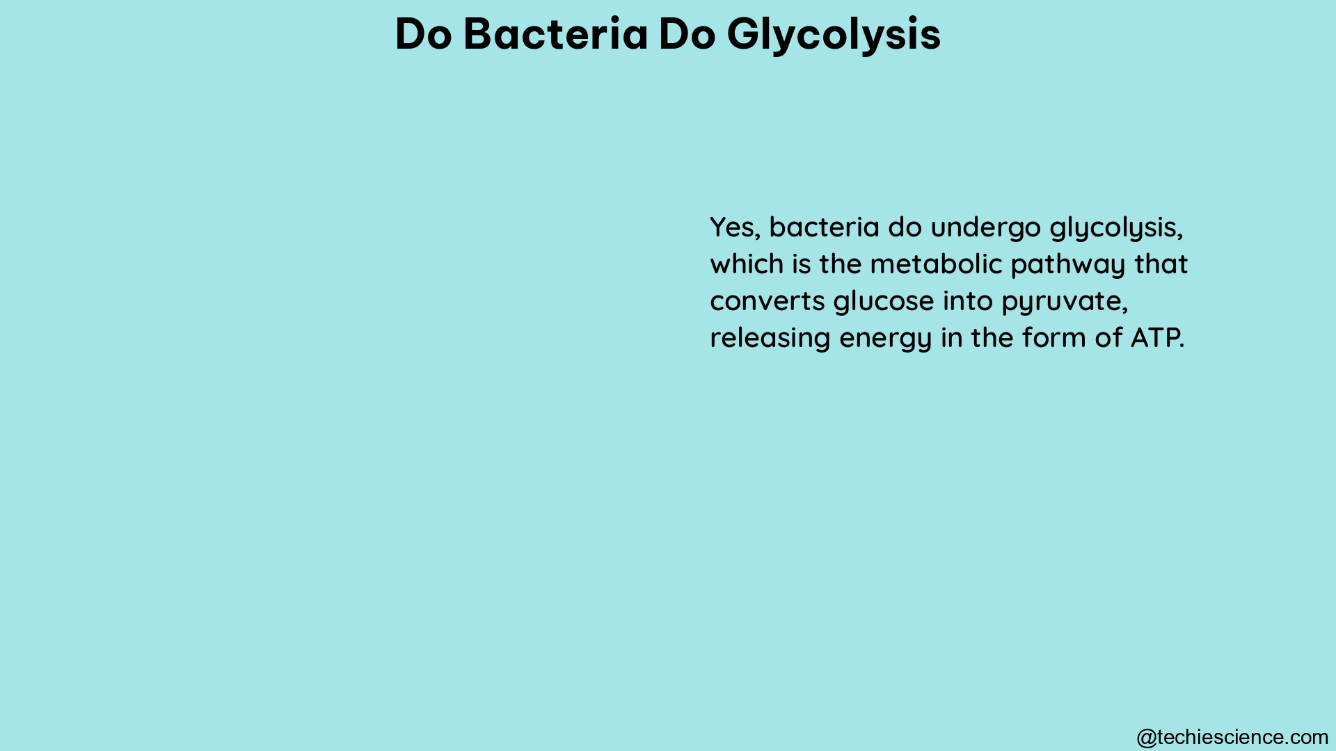 do bacteria do glycolysis