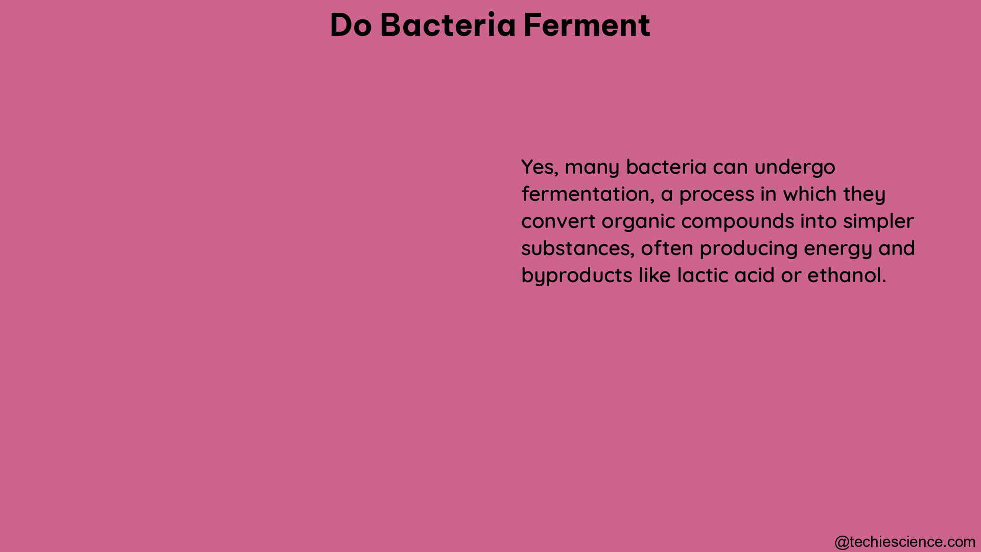 do bacteria ferment