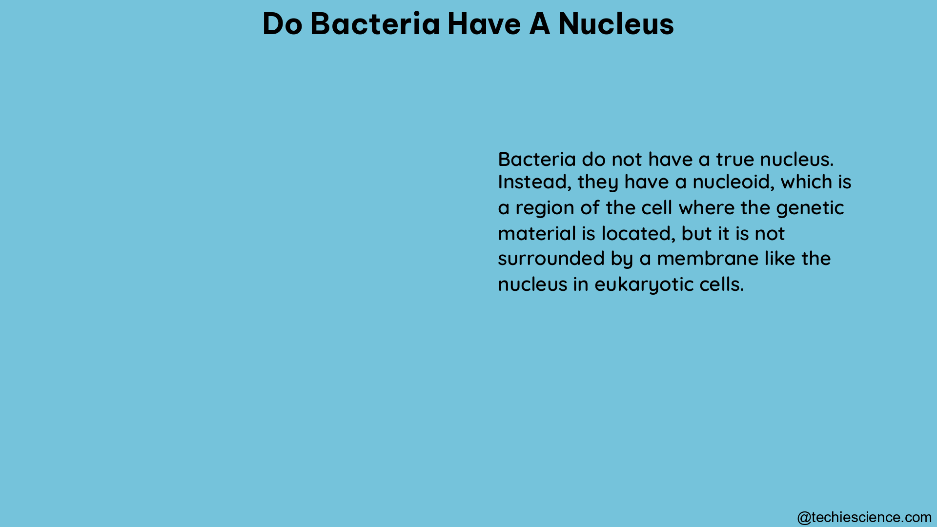 do bacteria have a nucleus