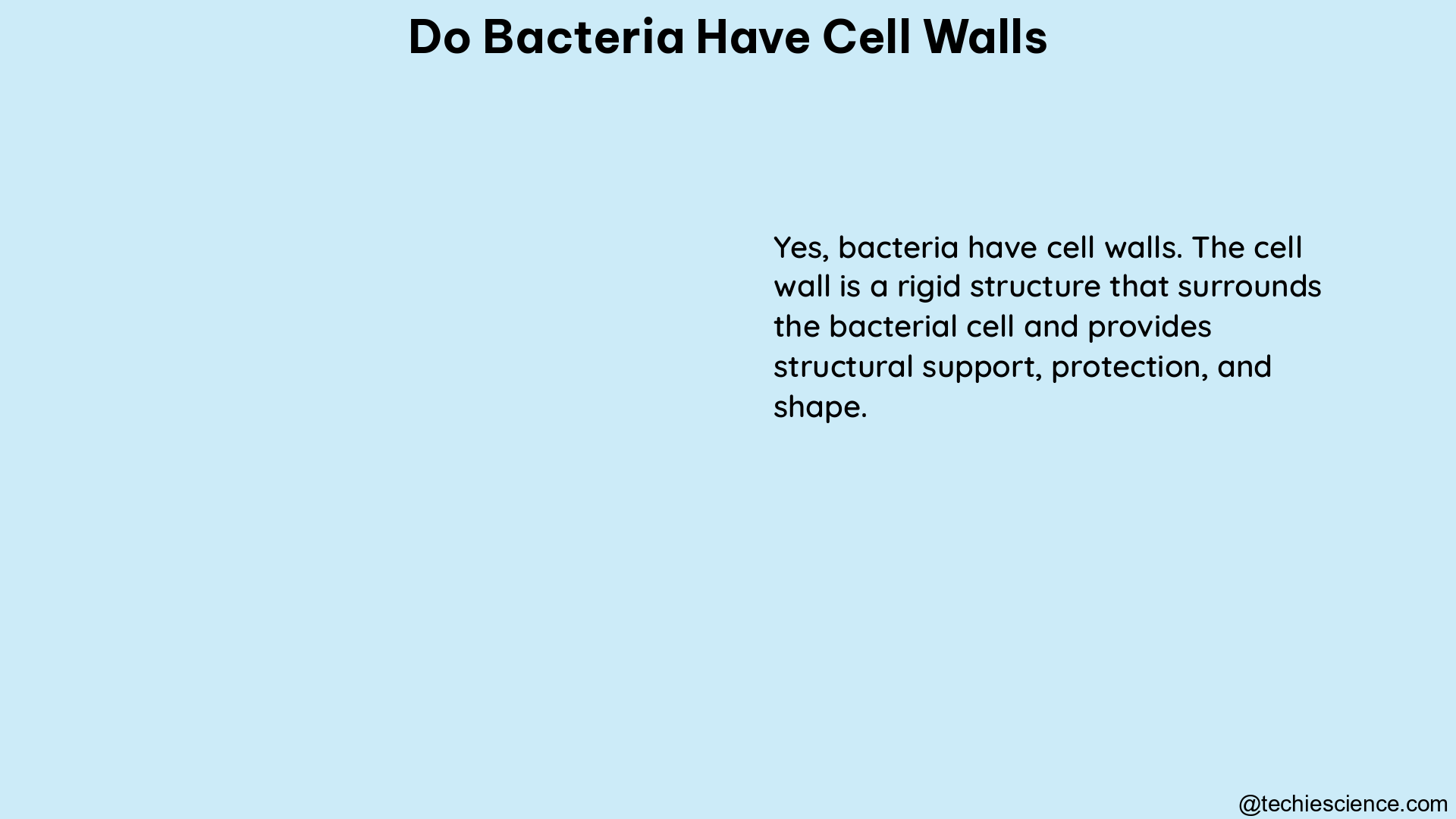 do bacteria have cell walls