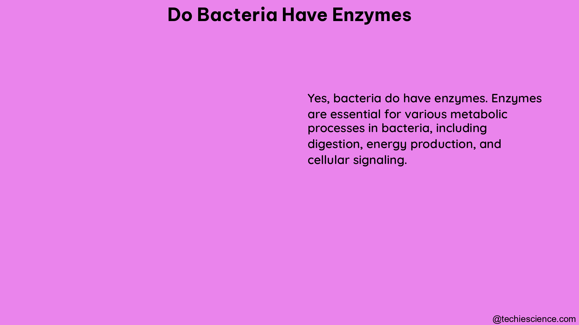 do bacteria have enzymes