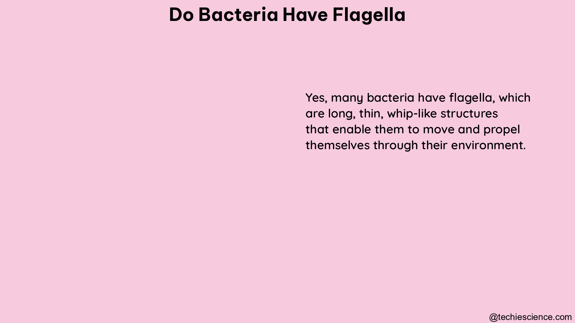 do bacteria have flagella